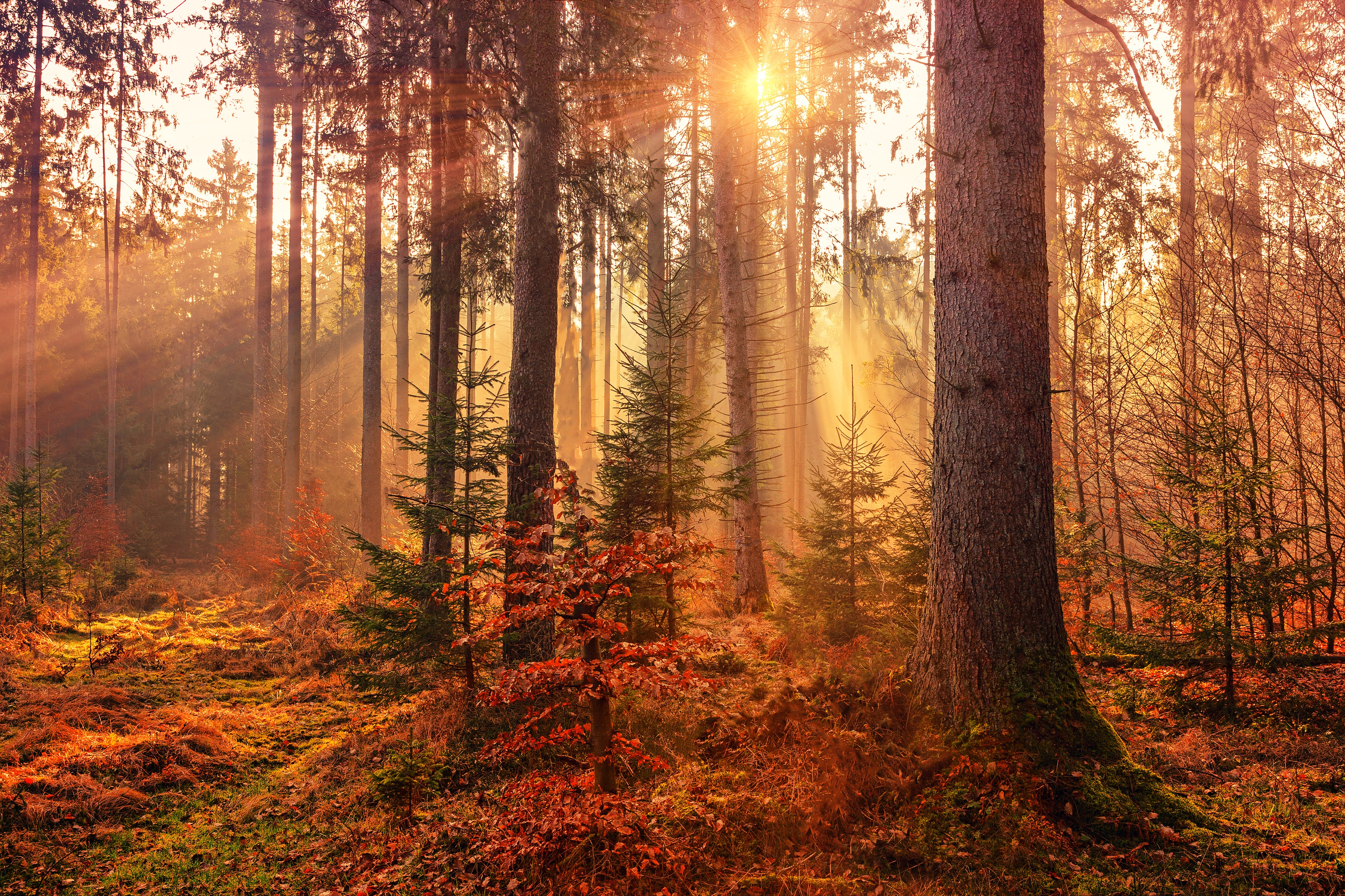 Sunbeams in an autumn forest HD Wallpaper