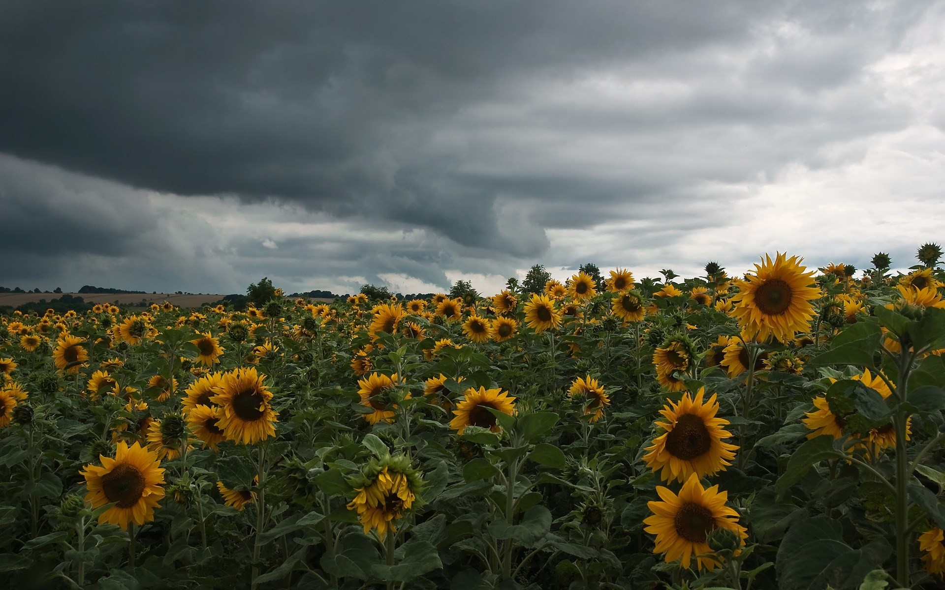 Field of sunflowers under a stormy sky HD Wallpaper
