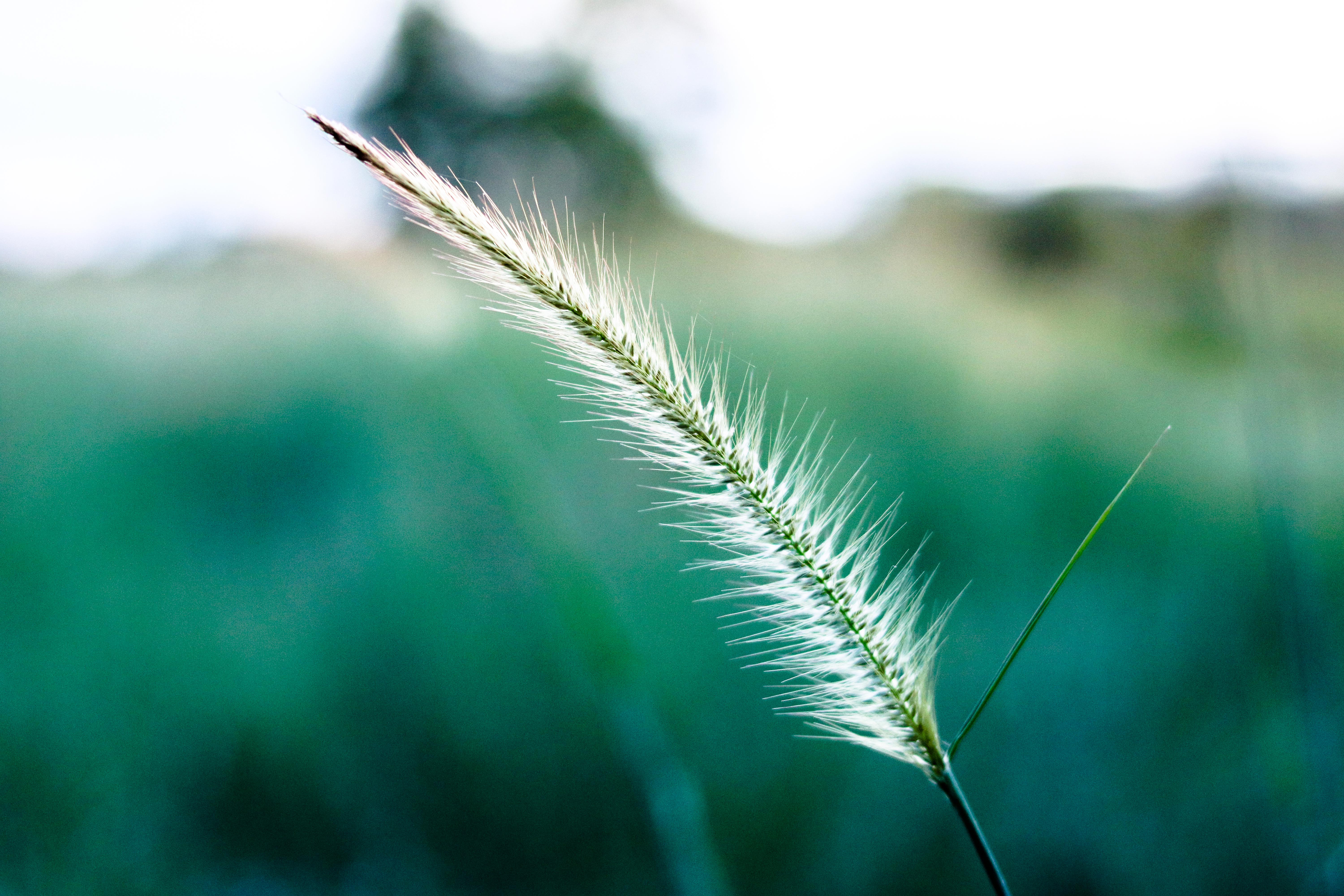 Close-up of a grass seed head in nature HD Wallpaper