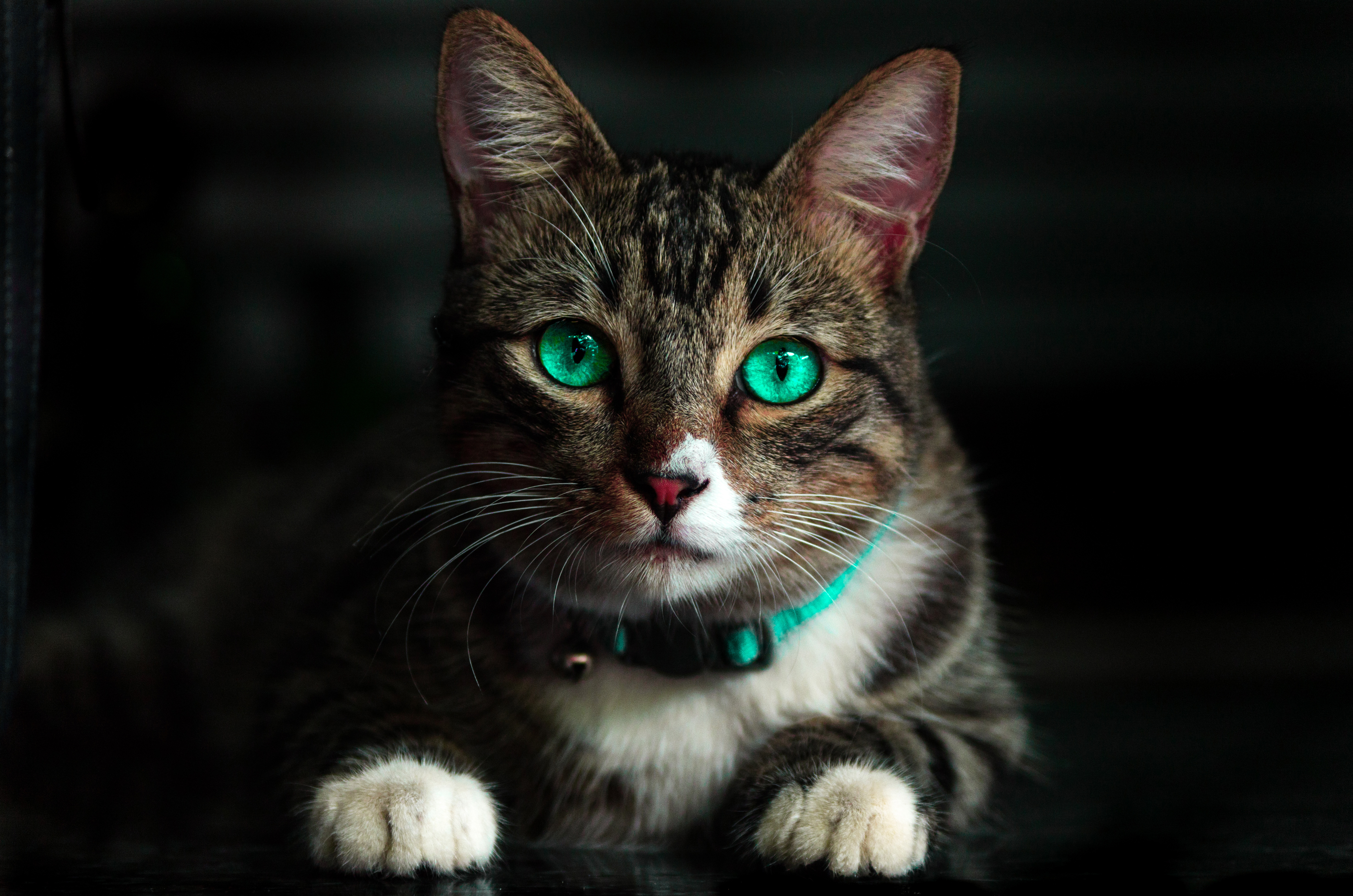 Tabby cat with bright green eyes HD Wallpaper