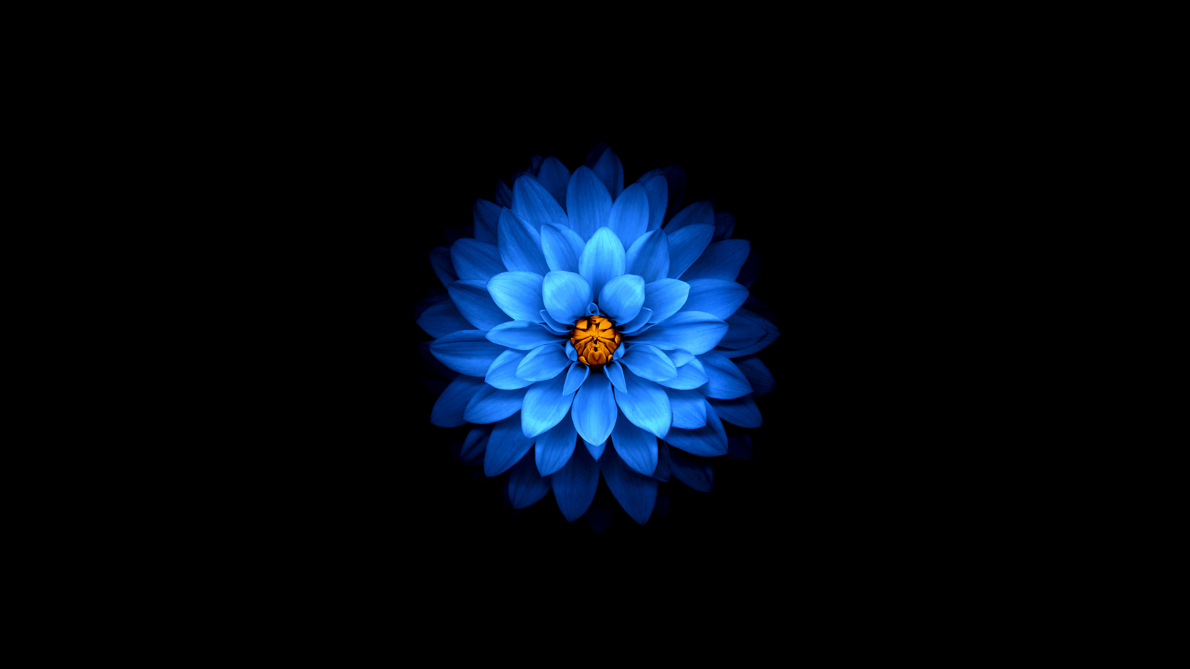 Vibrant Blue Flower with Orange Center on Black HD Wallpaper