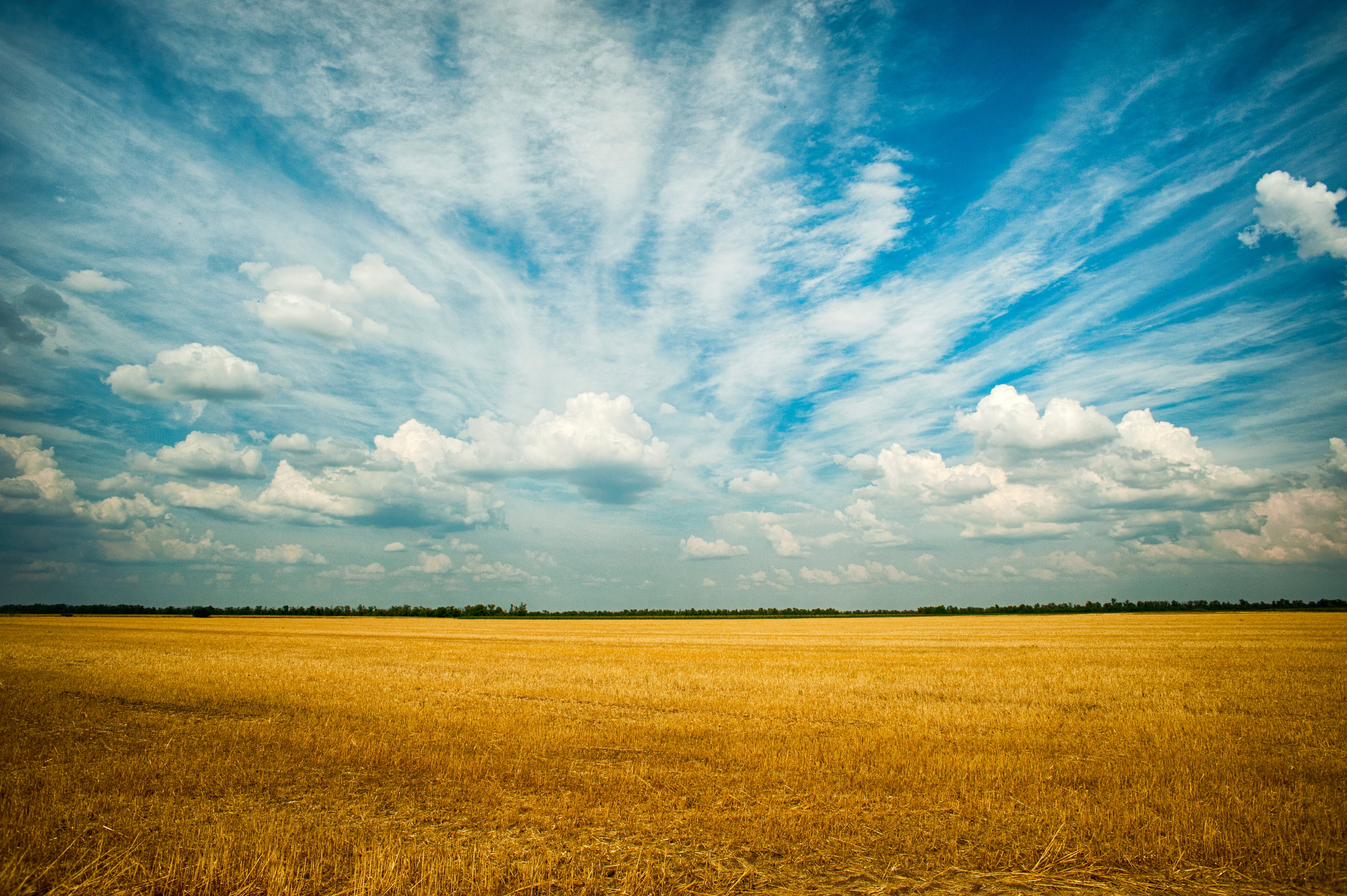 Golden field under a cloudy blue sky HD Wallpaper