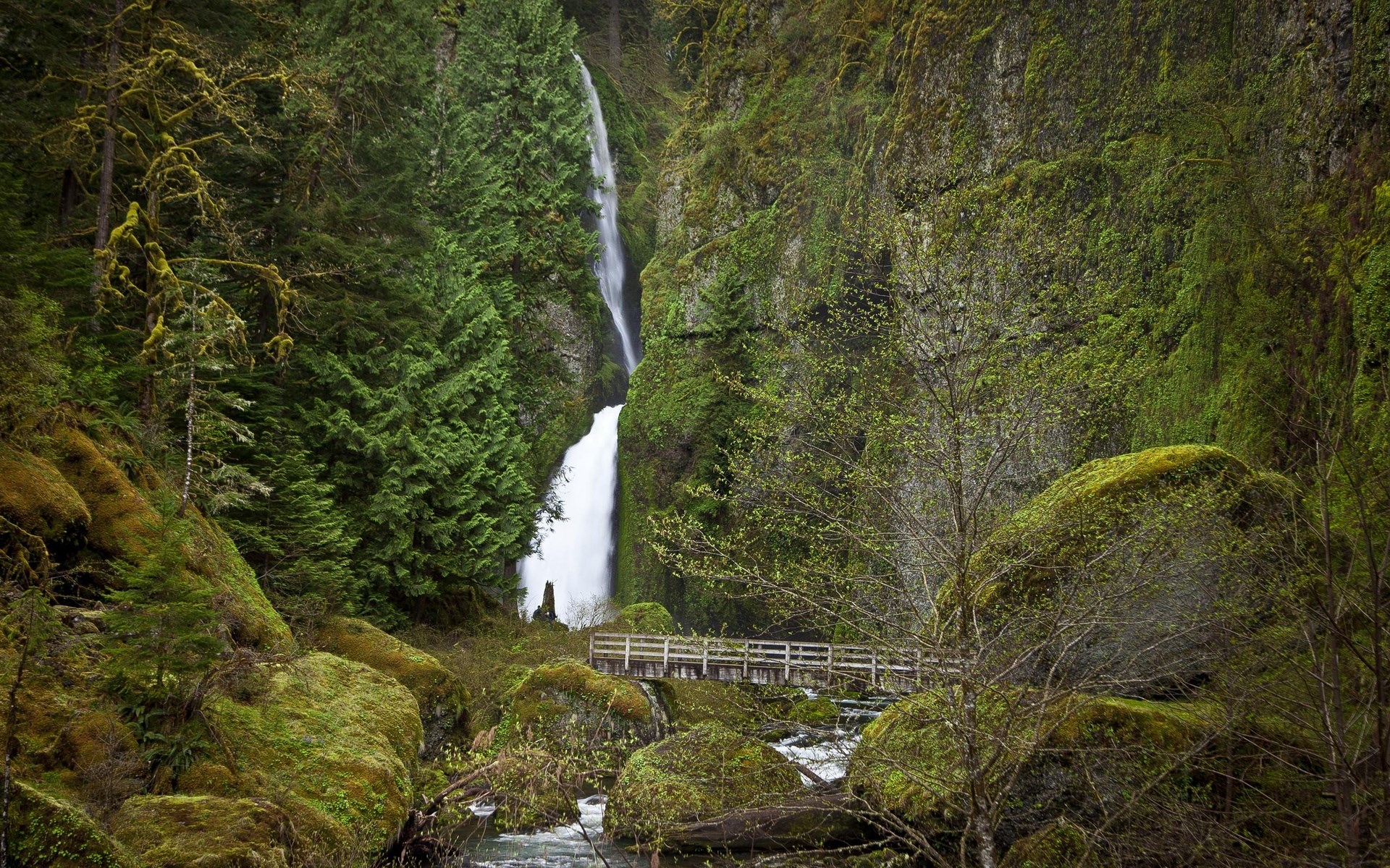 Waterfall in a mossy forest with a wooden bridge HD Wallpaper