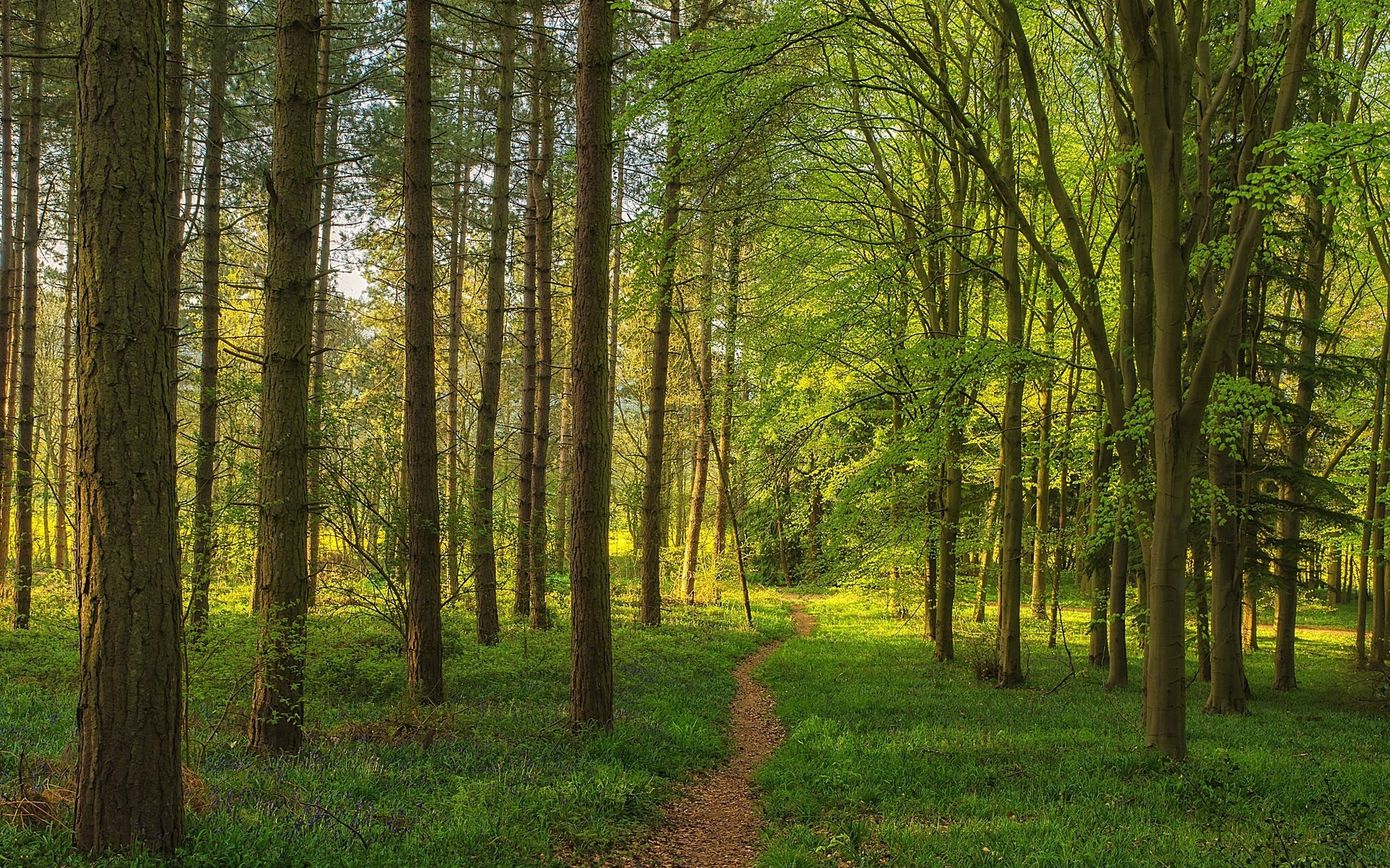 A winding path through a sunlit forest HD Wallpaper