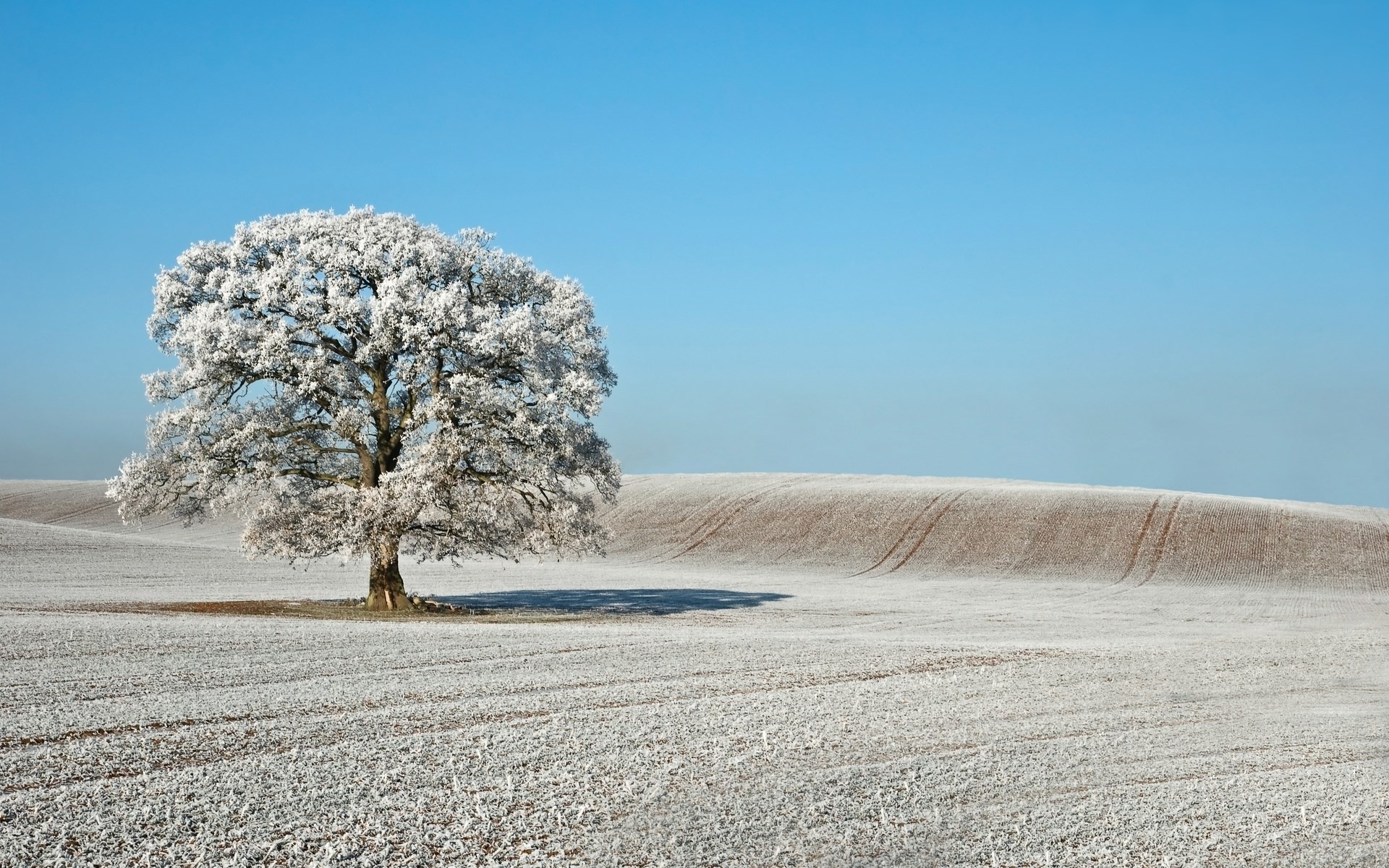 Frosted tree in a winter field under a clear blue sky HD Wallpaper