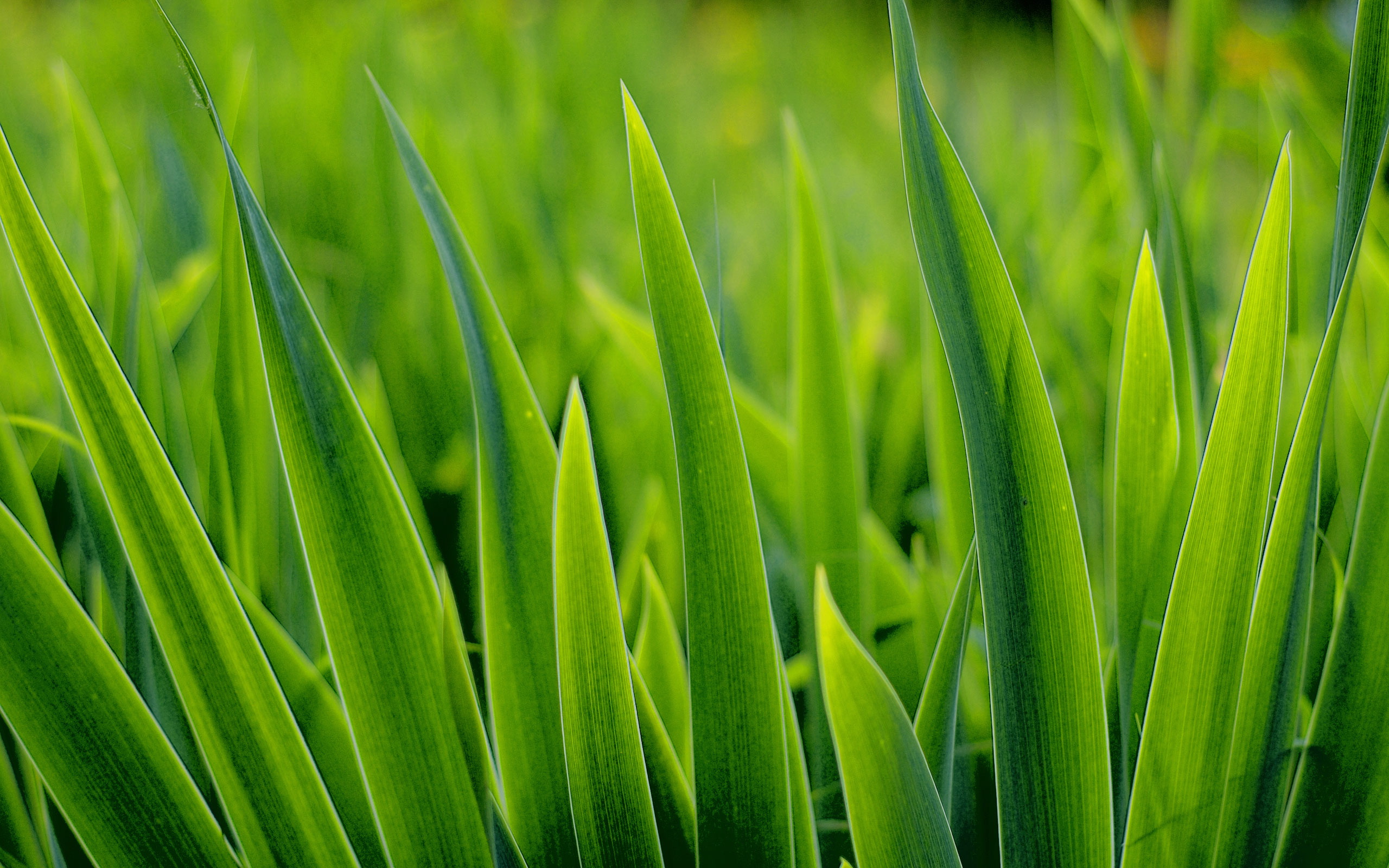 Green grass blades in sunlight HD Wallpaper