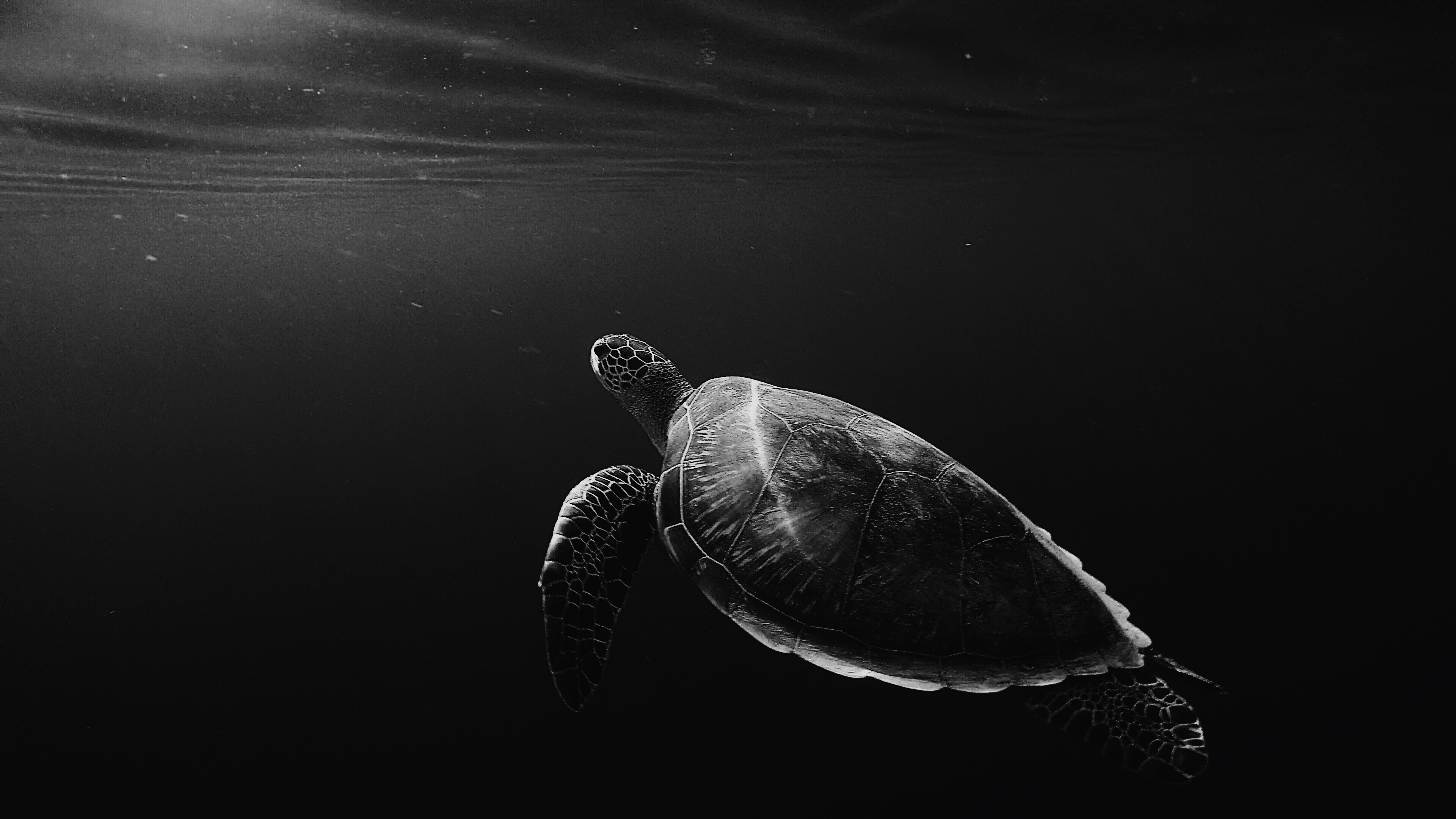 Turtle swimming underwater in black and white HD Wallpaper