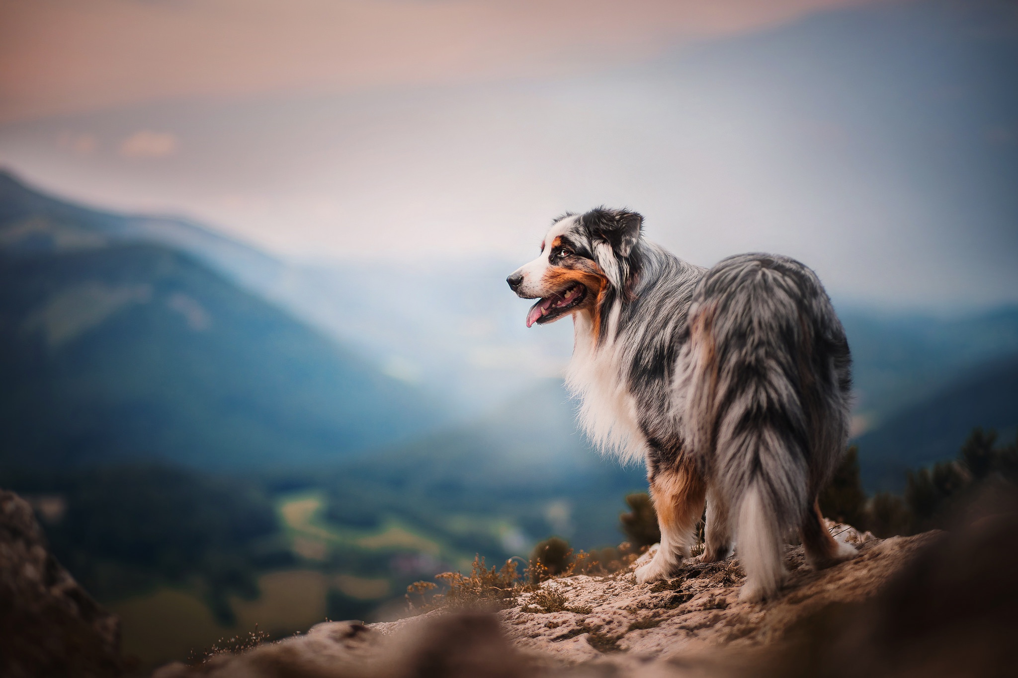 Australian Shepherd Dog on Mountain Overlook HD Wallpaper