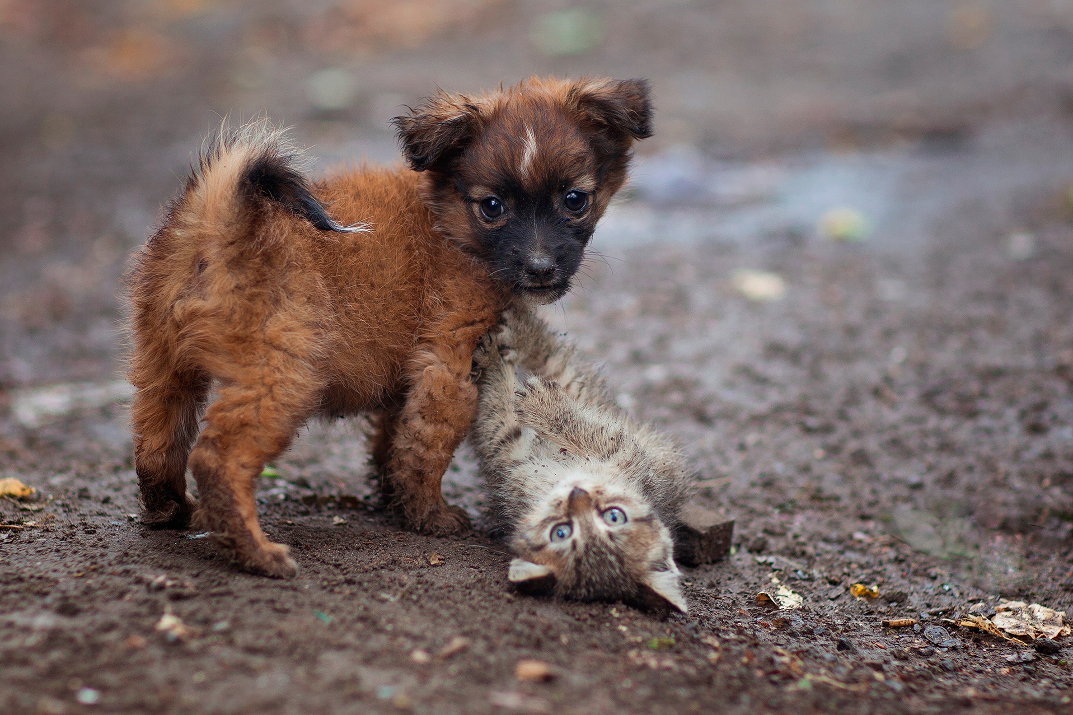 Puppy playing with a kitten on the ground HD Wallpaper