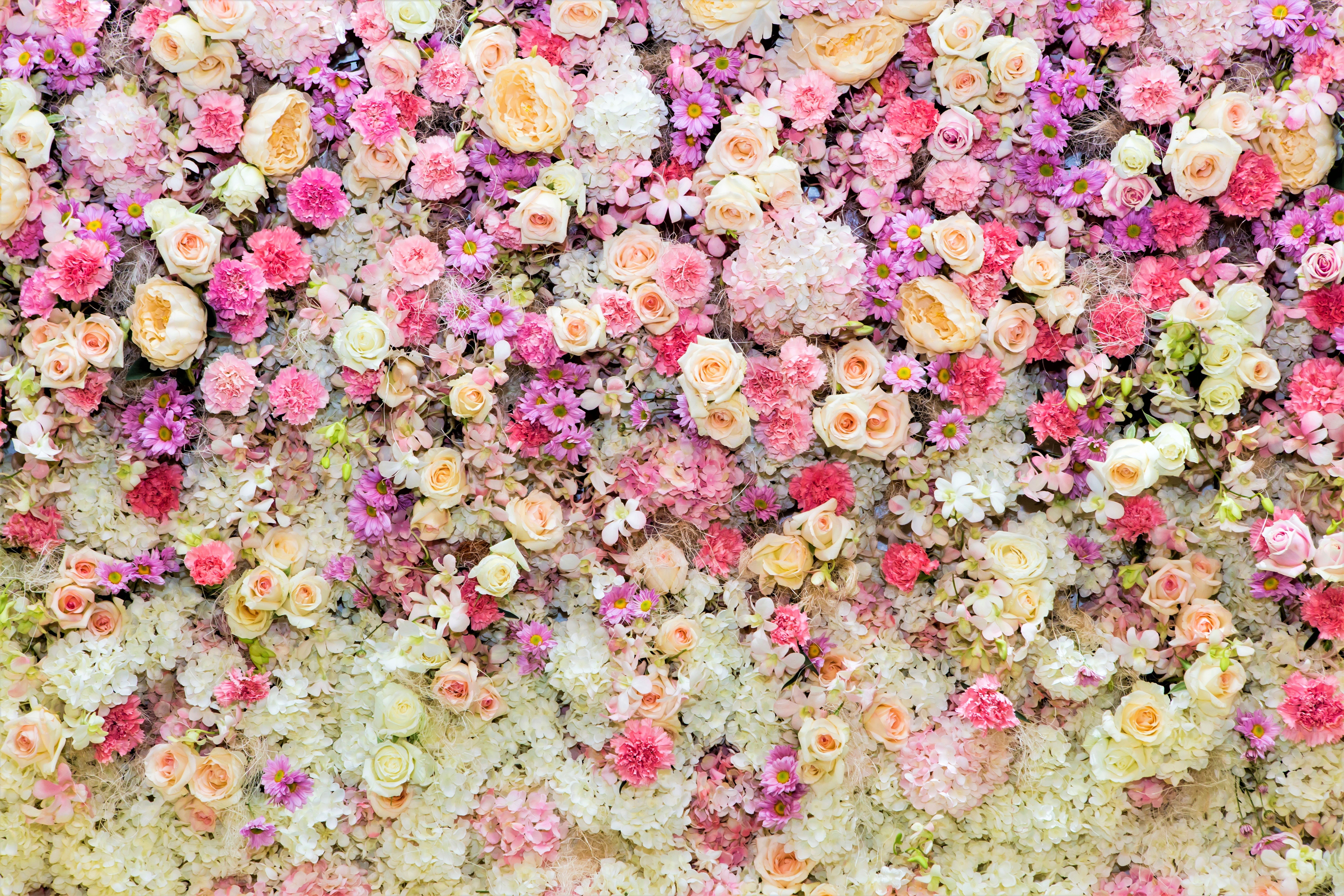 A dense wall of pink, white, and purple flowers HD Wallpaper