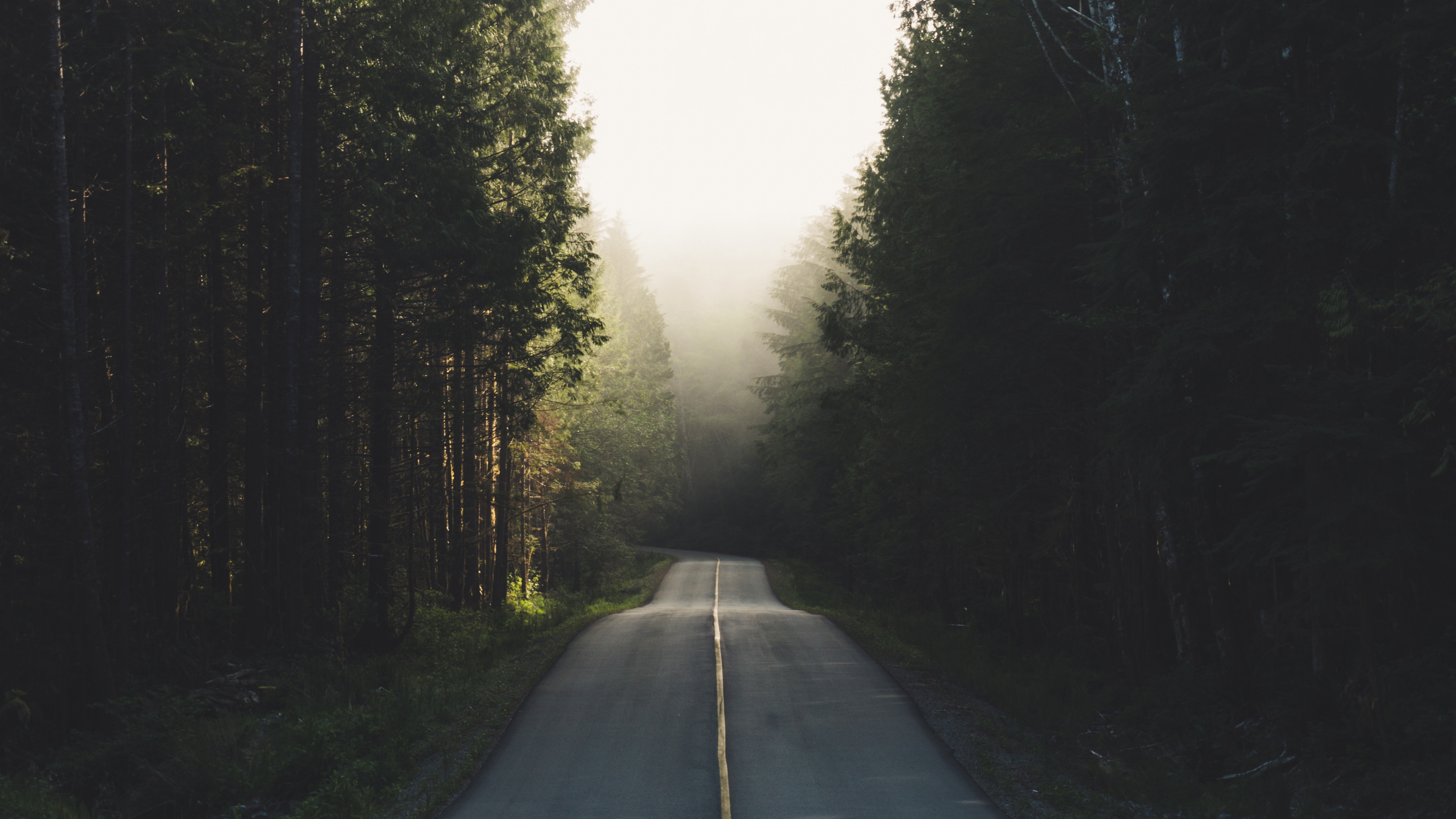 Road through a foggy forest on Vancouver Island HD Wallpaper