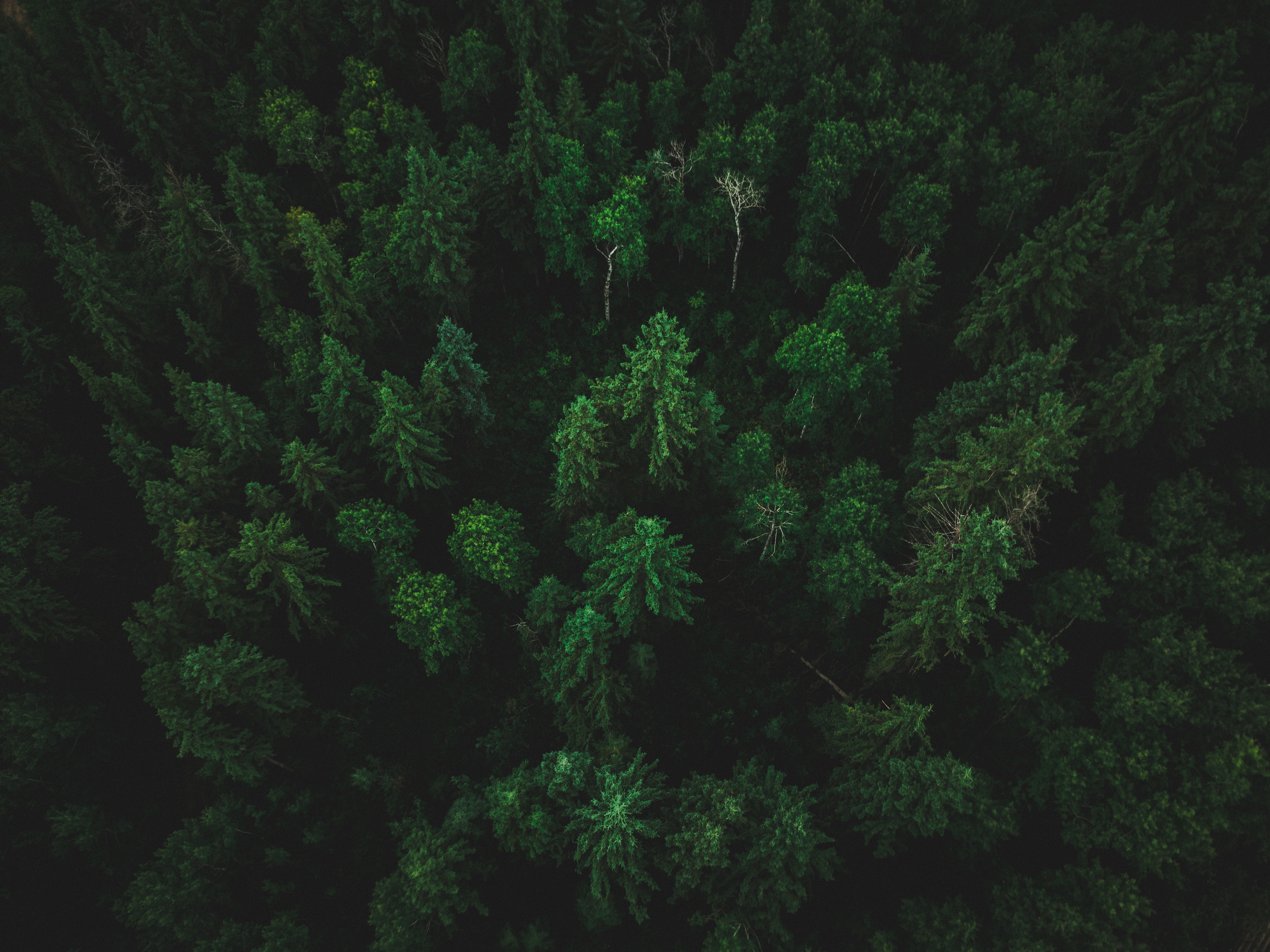 Aerial view of a dark, dense pine forest HD Wallpaper