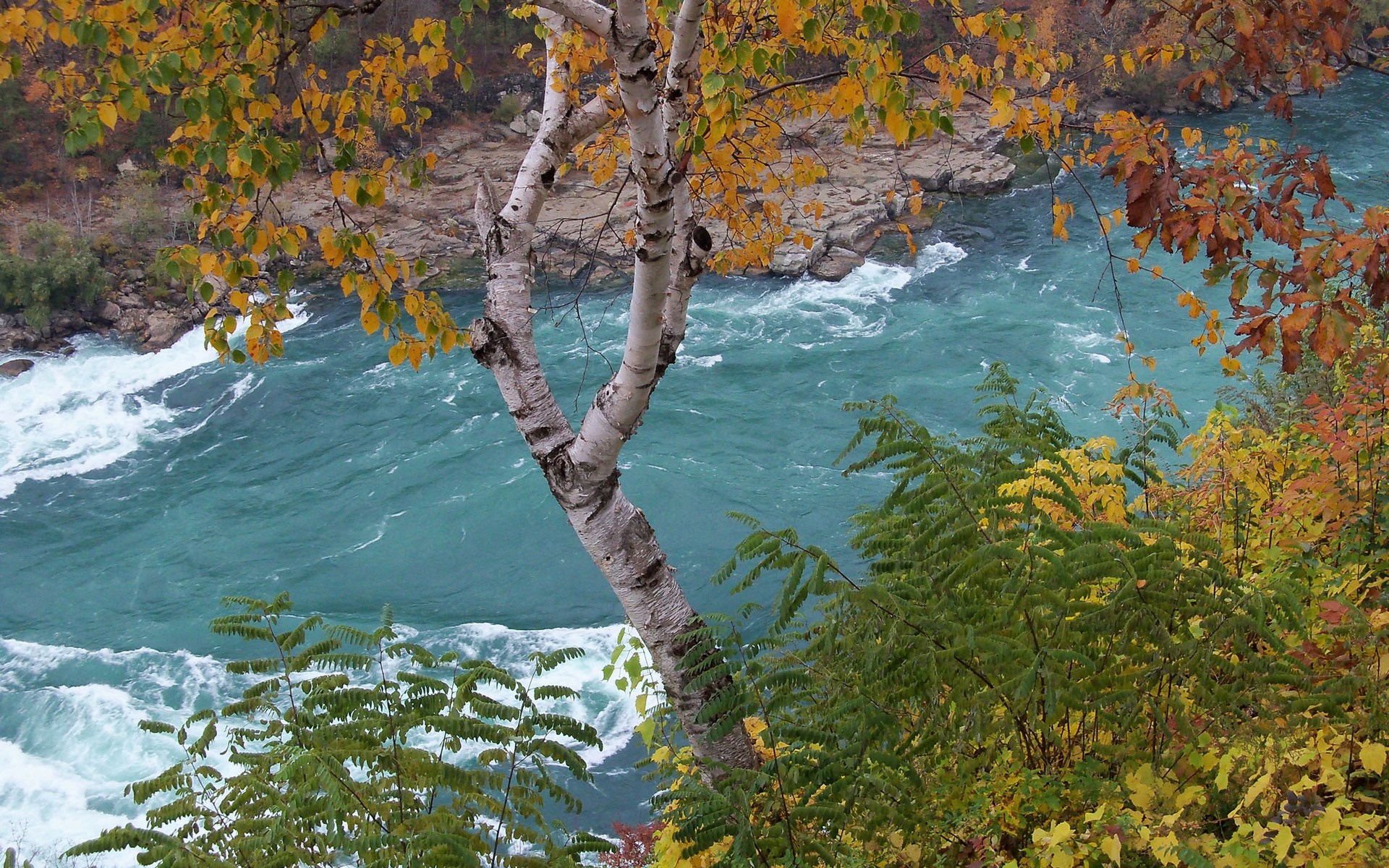 River rapids with autumn foliage and birch tree HD Wallpaper