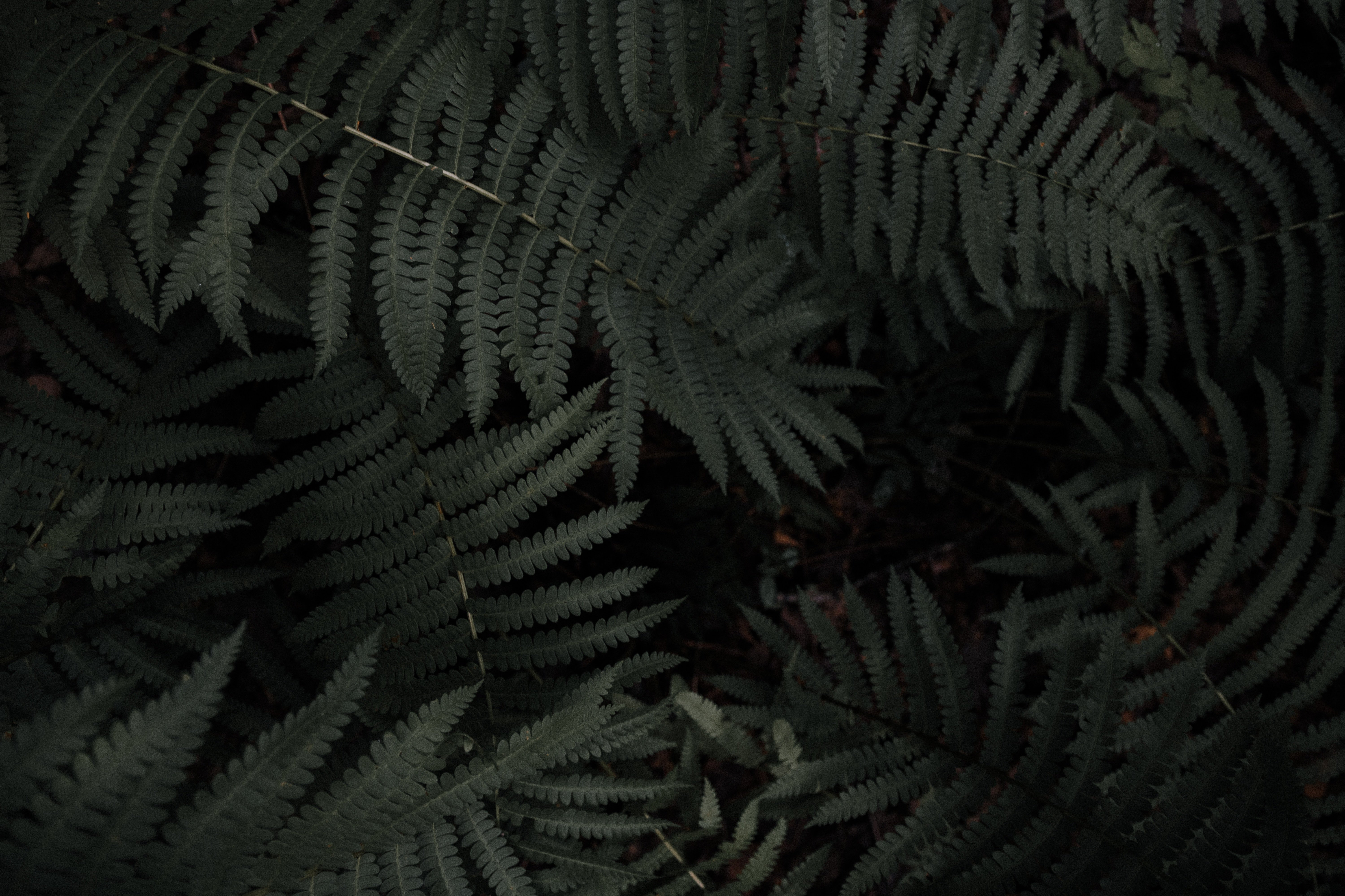 Dark green fern fronds in a forest HD Wallpaper