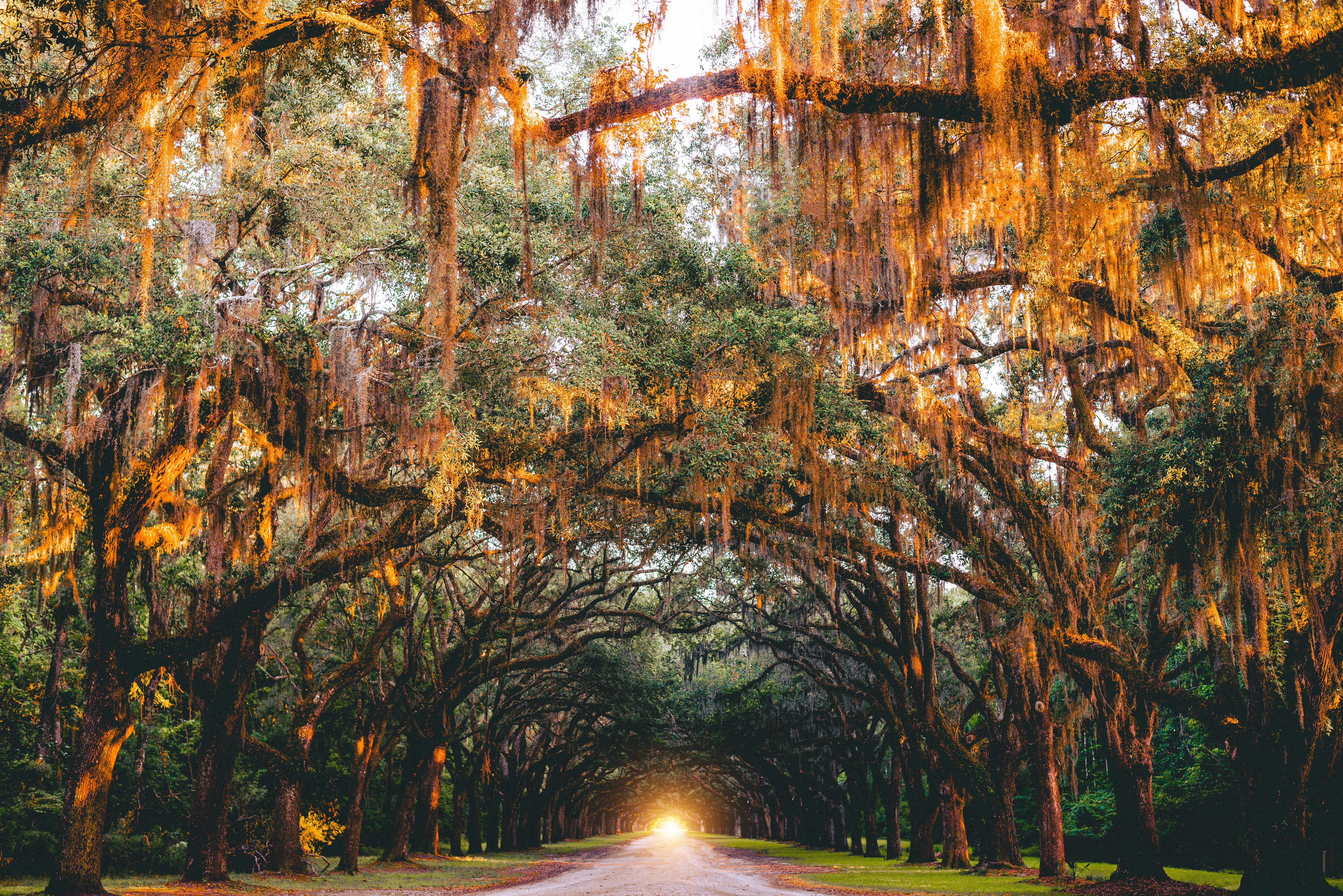 Tree tunnel with Spanish moss and sunset light HD Wallpaper