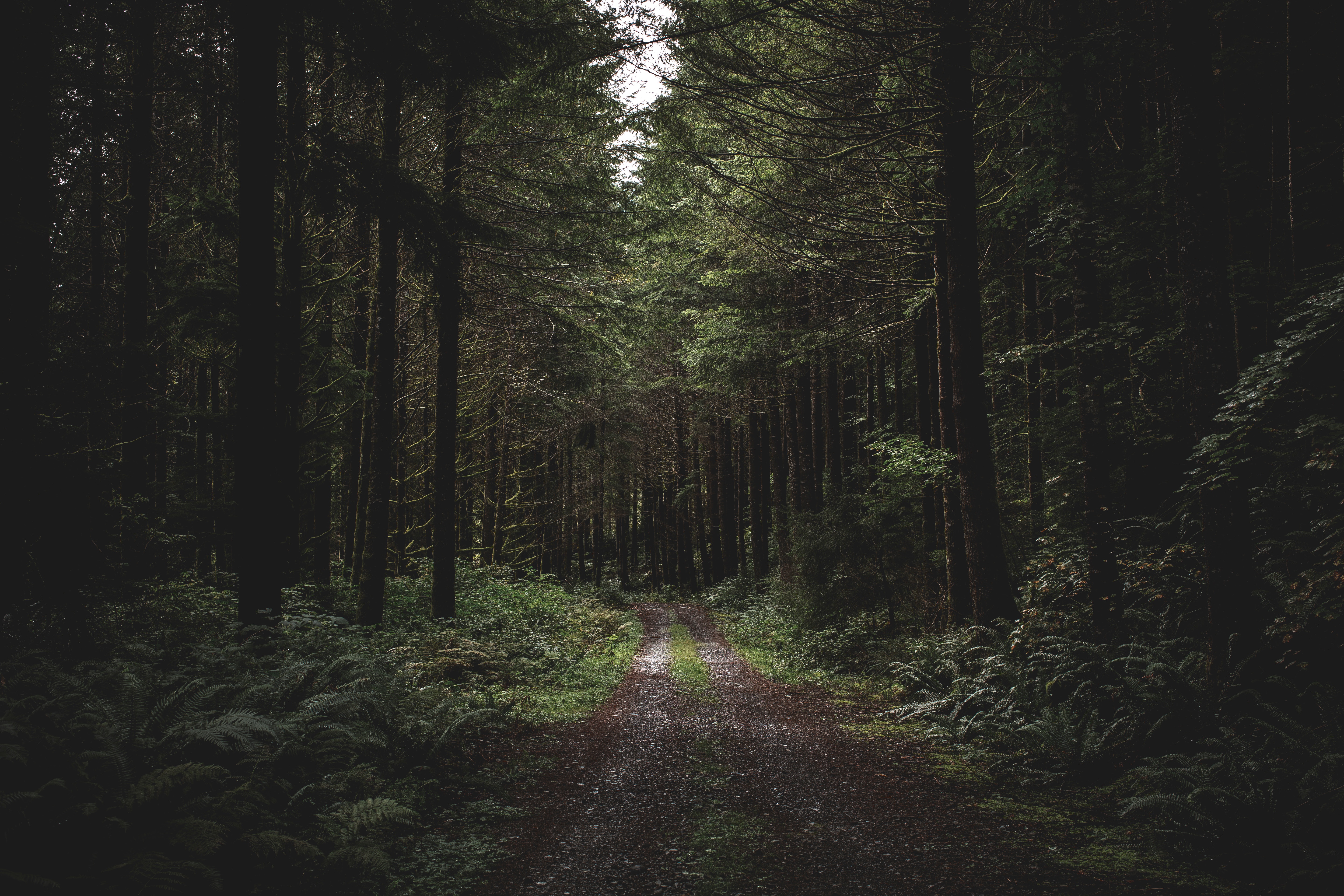 Dirt road through a dark, dense forest with tall fir trees HD Wallpaper