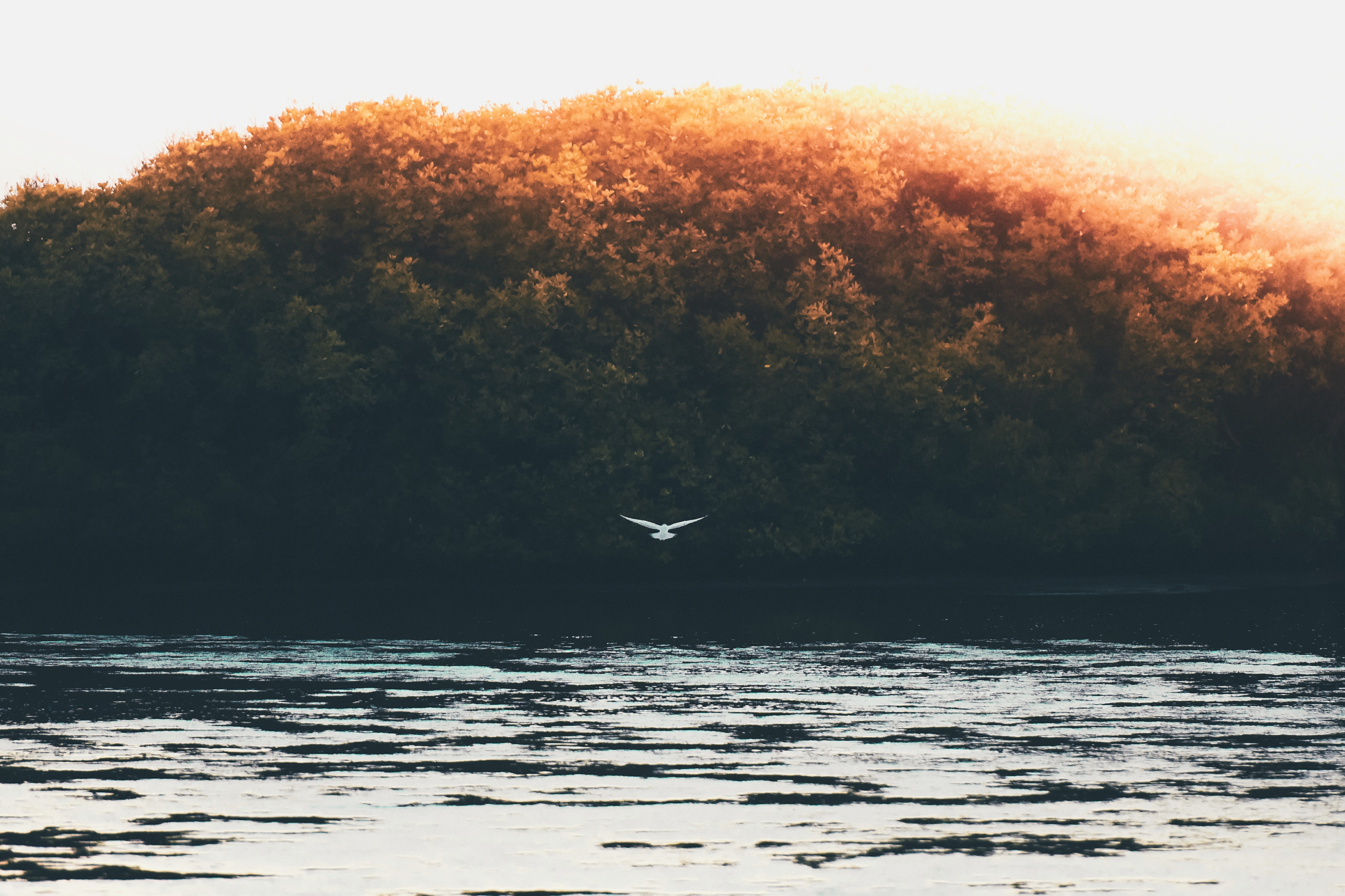 Bird flying over water with trees at sunset HD Wallpaper