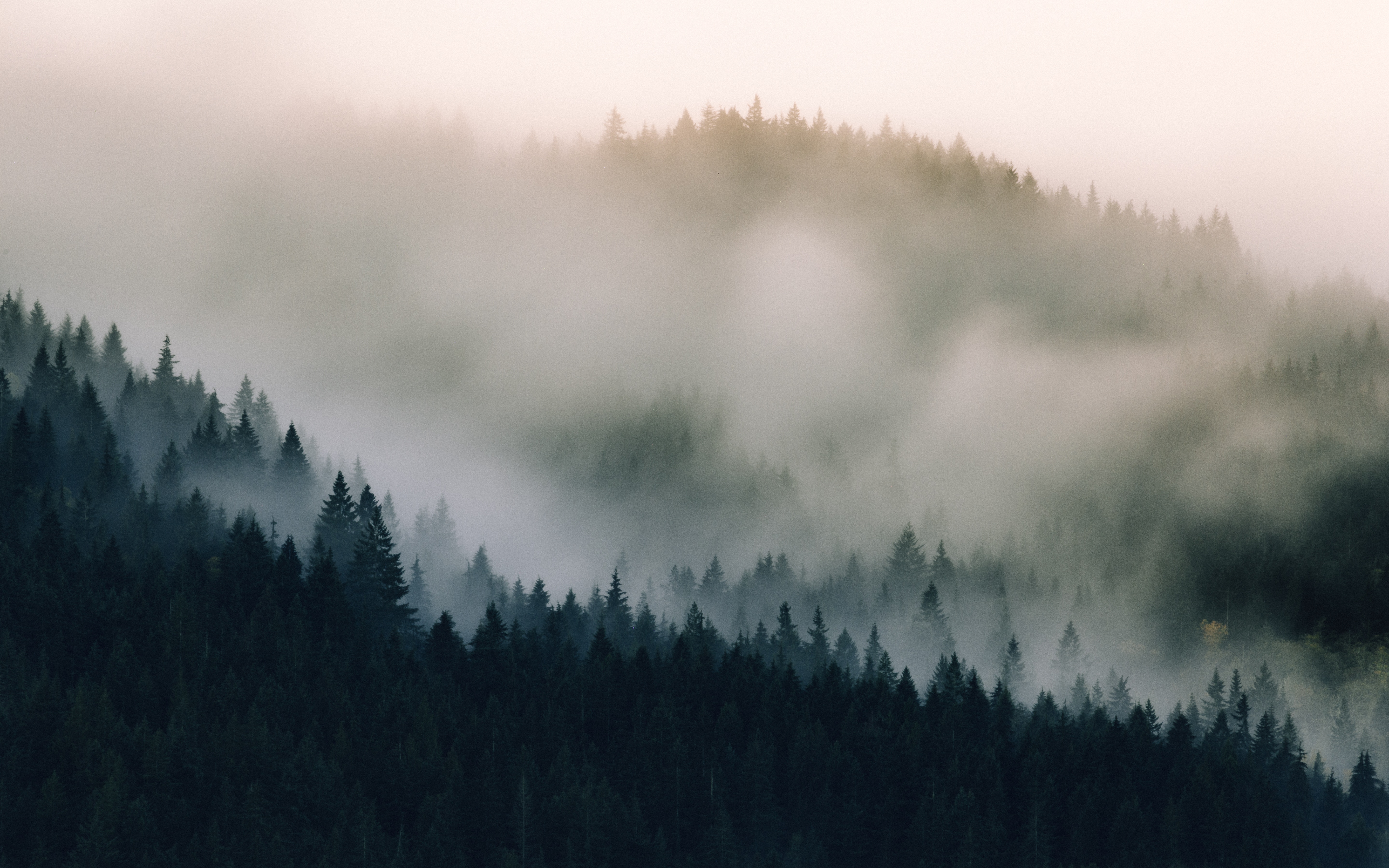 Misty forest landscape with dark evergreen trees HD Wallpaper