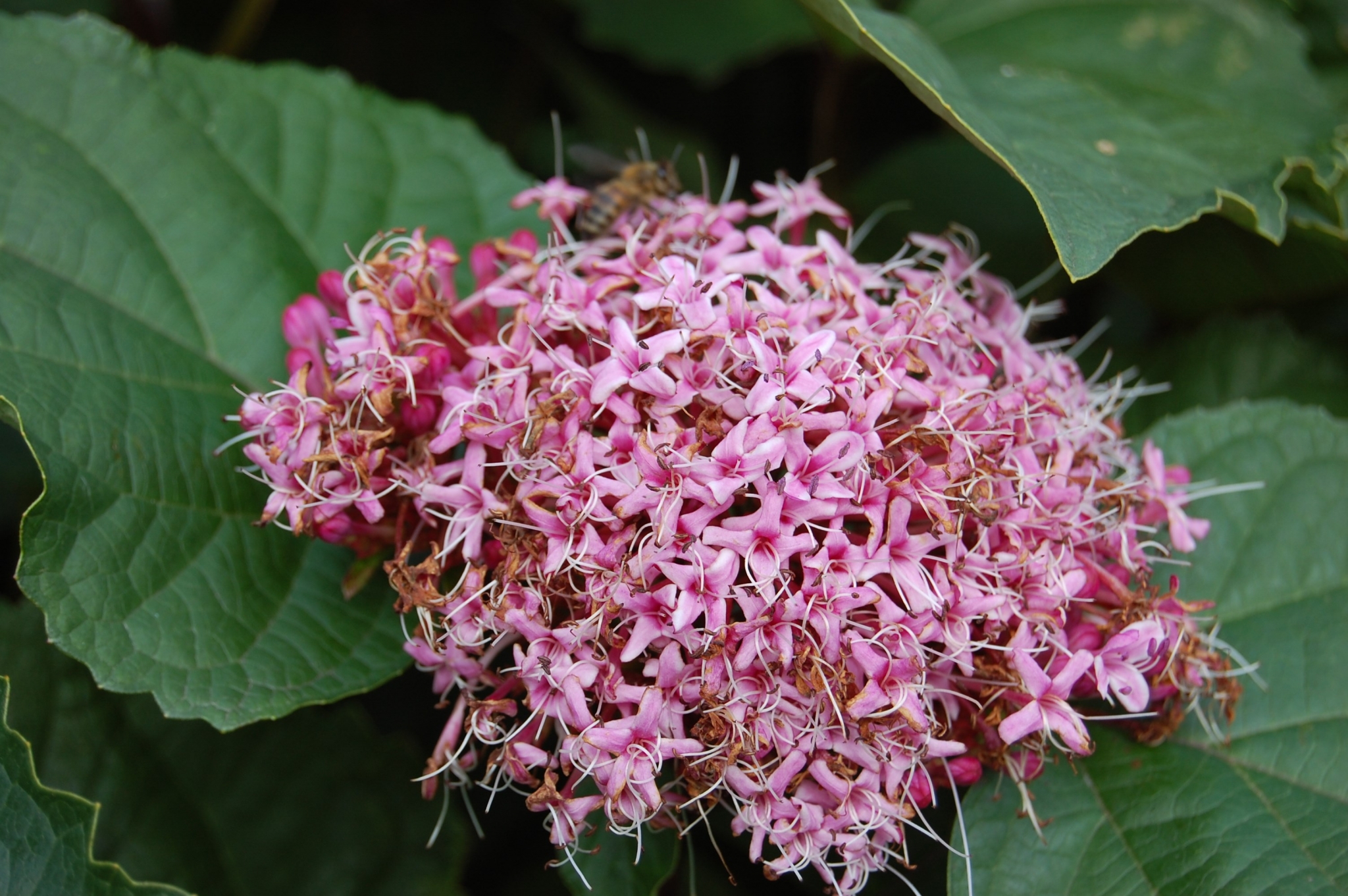 Pink flowers with a bee on a green leaf HD Wallpaper