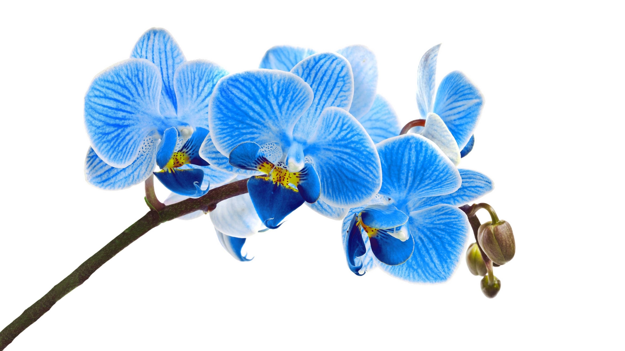 Blue Orchid Flowers on White Background HD Wallpaper
