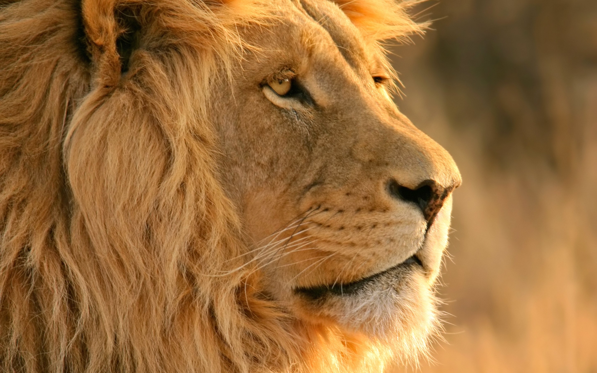 Close-up of a male lion's face HD Wallpaper