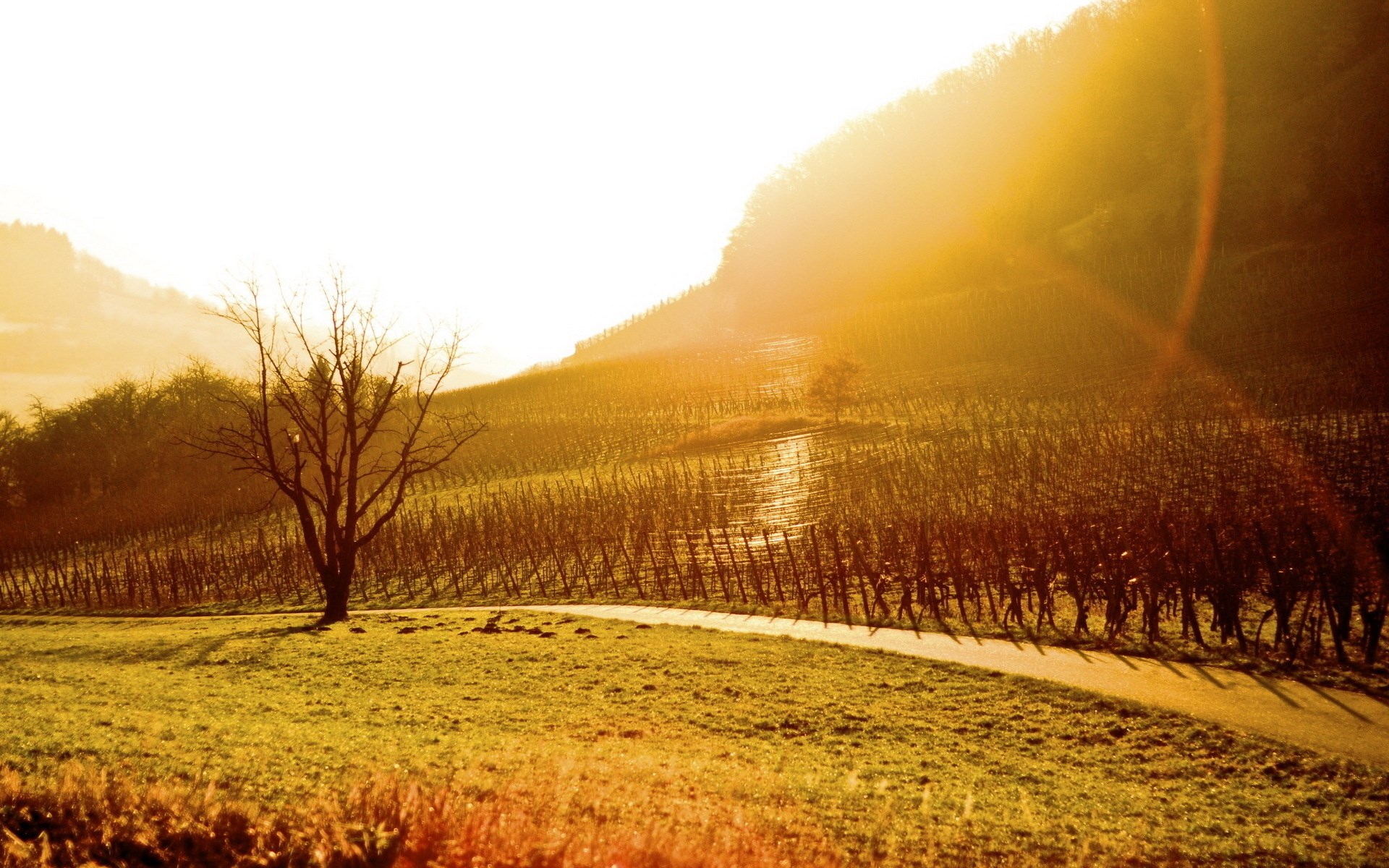 Vineyard on a hill at sunset with a lone tree HD Wallpaper
