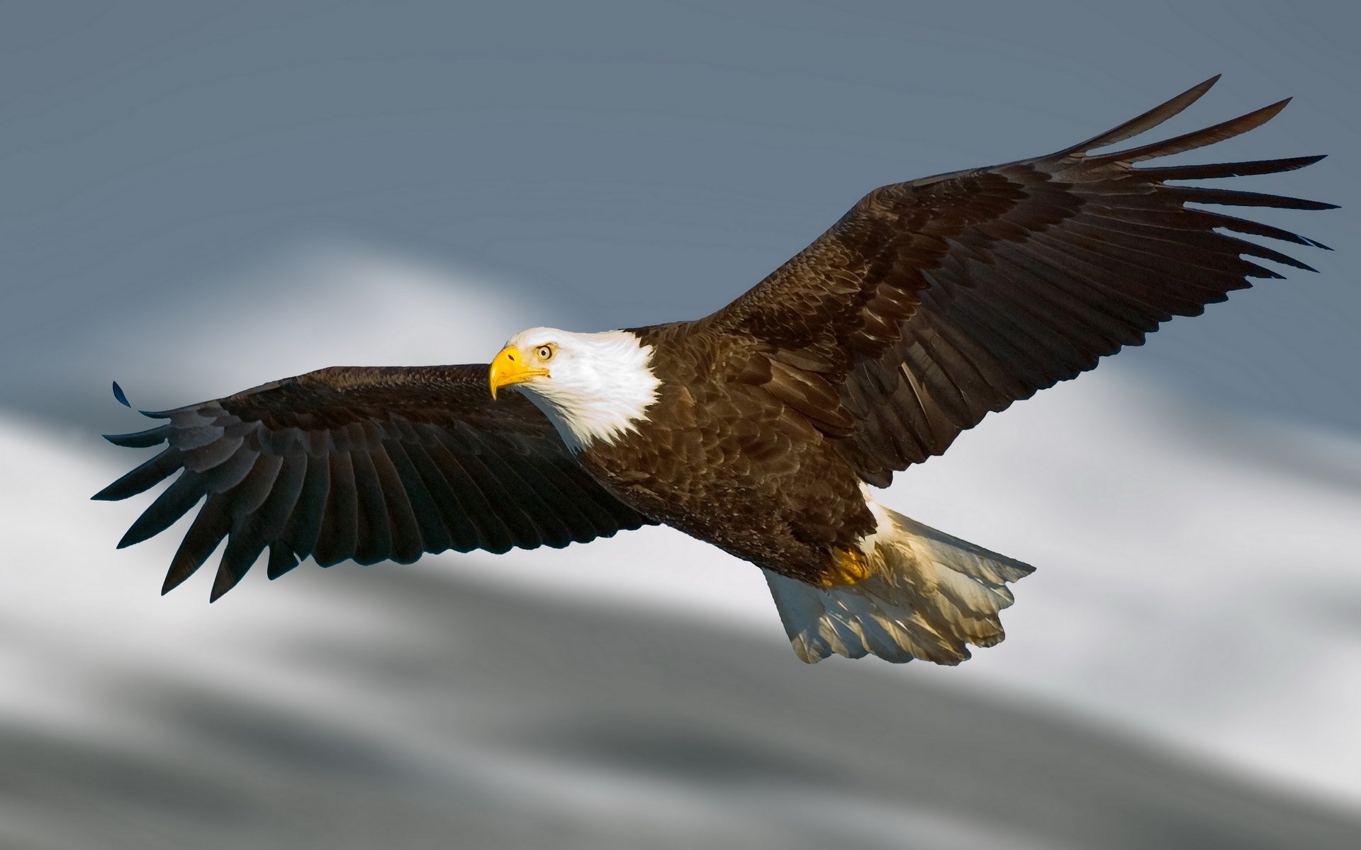 Bald Eagle in Flight HD Wallpaper