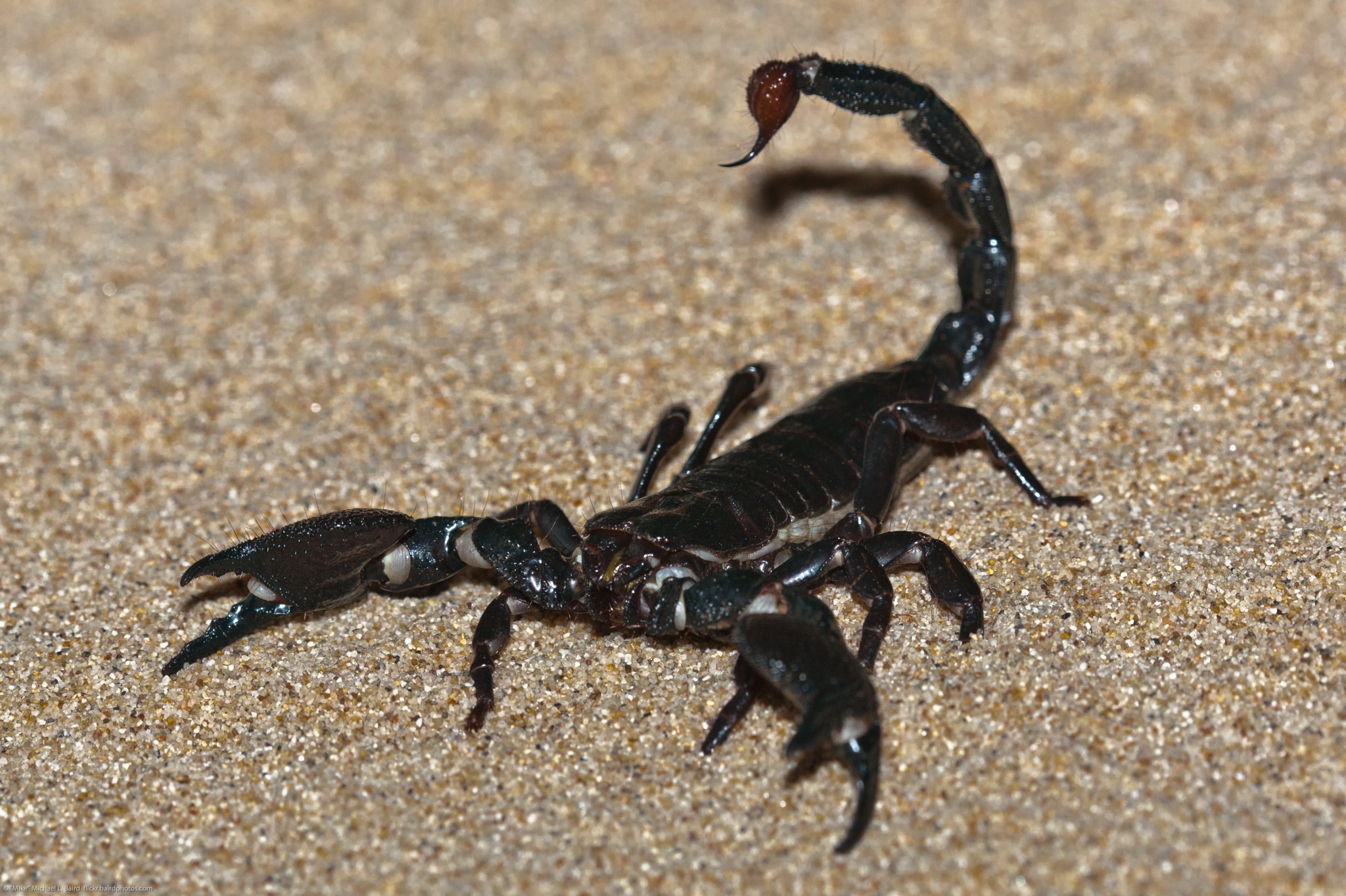 Black scorpion on sand HD Wallpaper