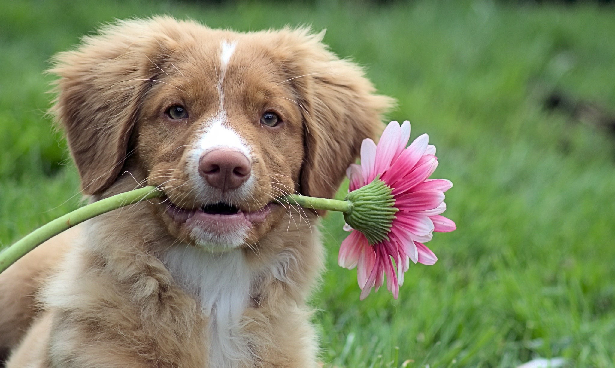 Brown puppy holding a pink flower in its mouth HD Wallpaper