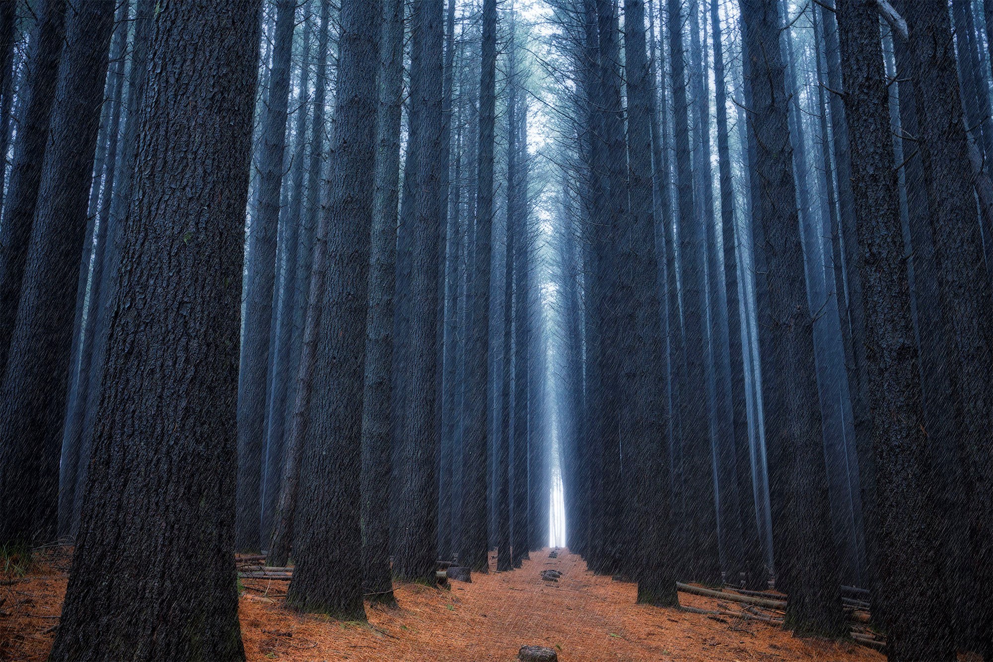 Tall dark pine trees in a forest HD Wallpaper