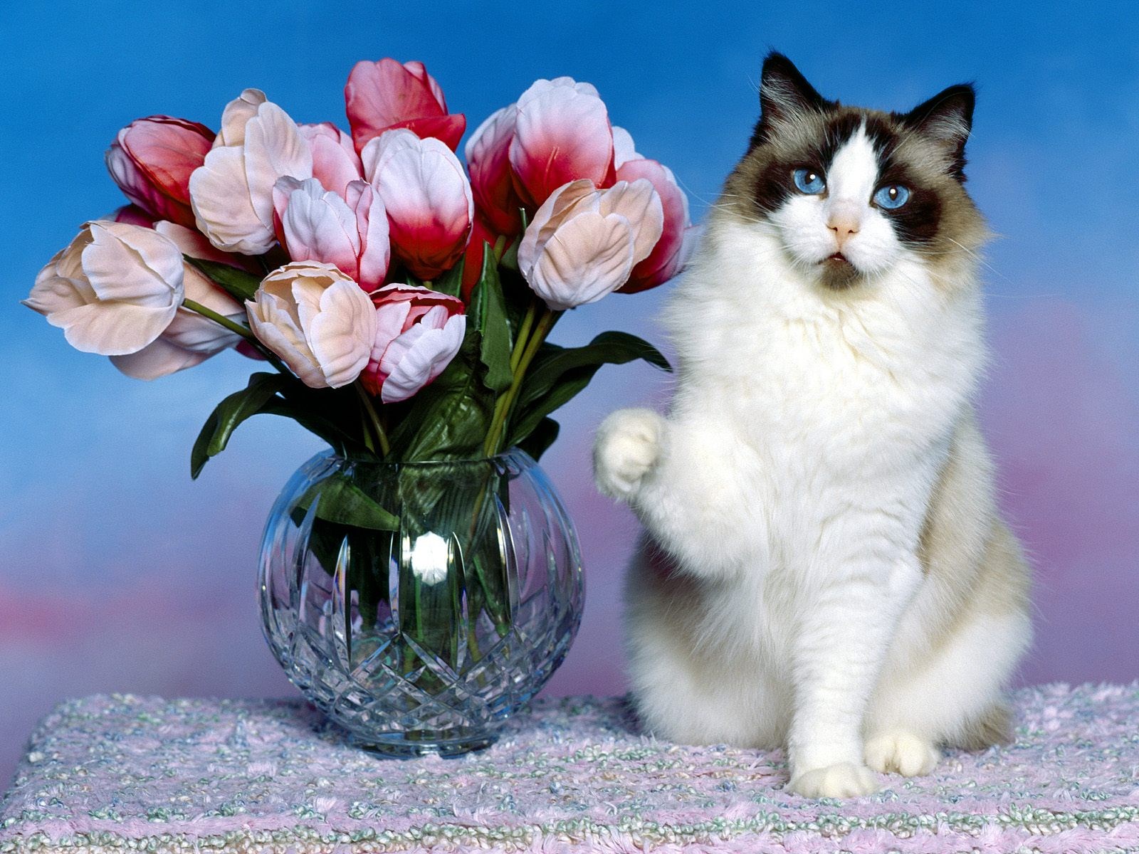 Ragdoll cat with tulips in a vase HD Wallpaper