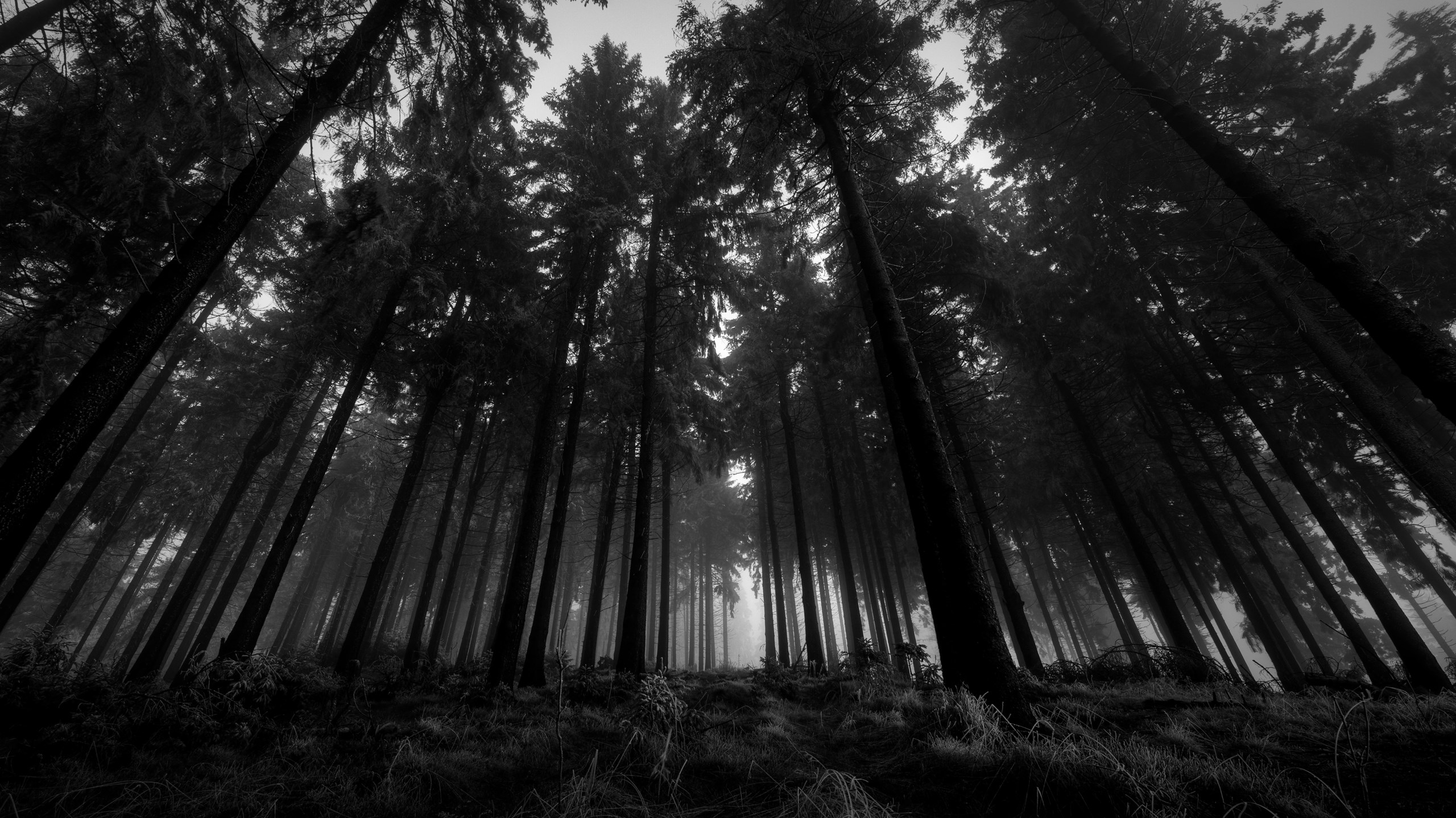 Dark forest with tall trees HD Wallpaper