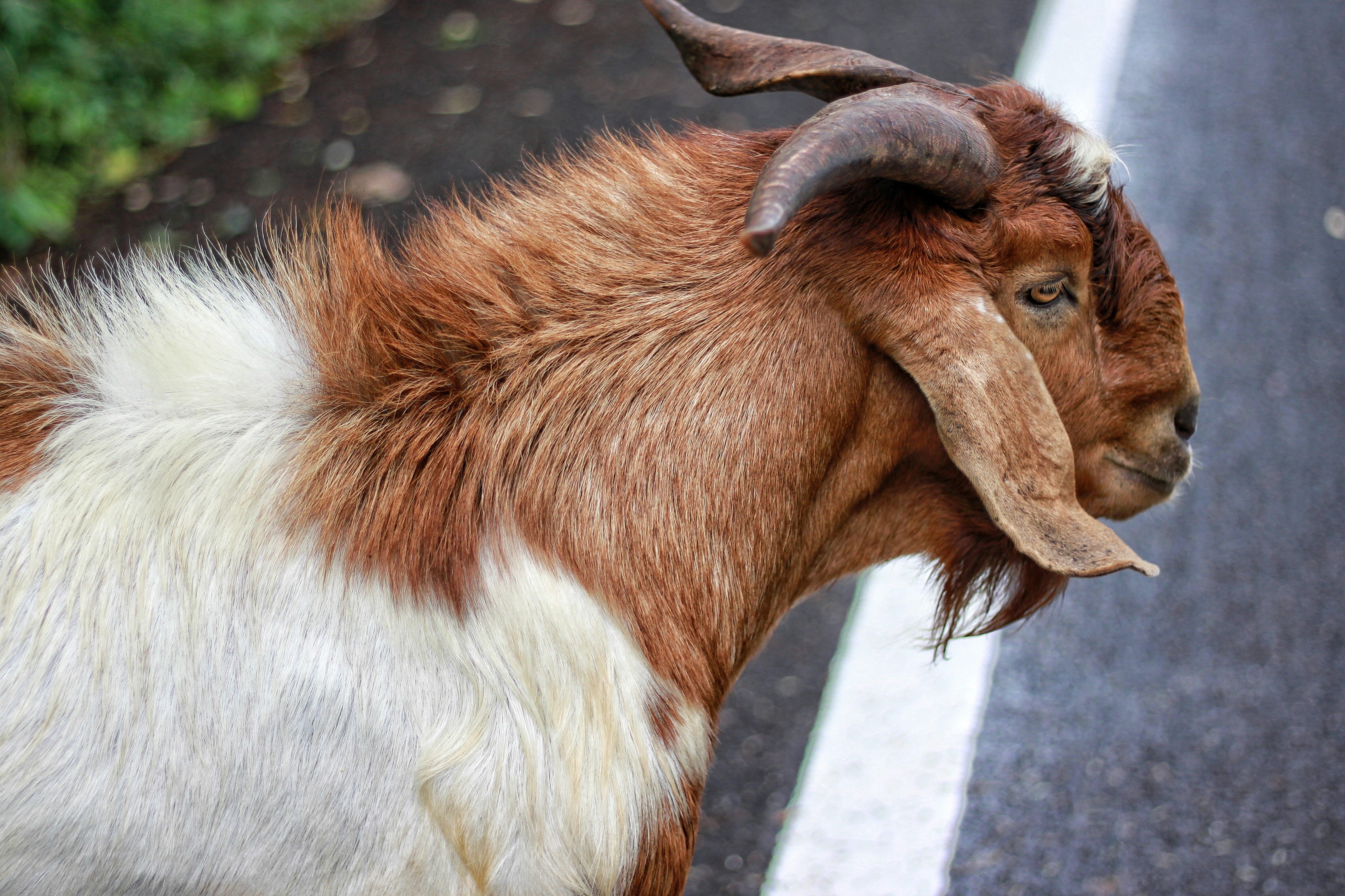 Brown and white goat with horns HD Wallpaper