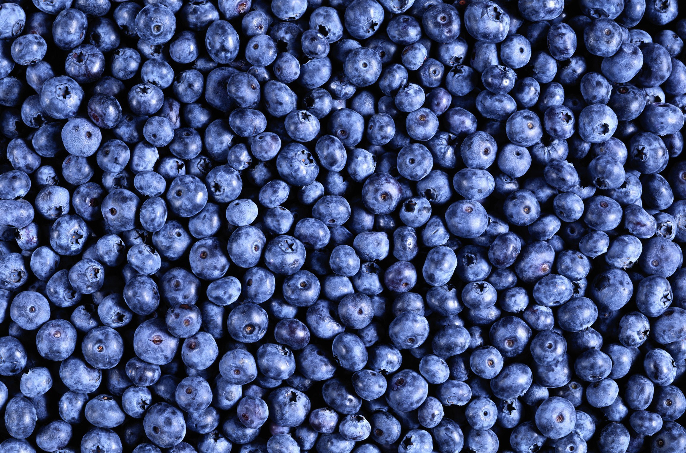 Blueberry HD Wallpaper