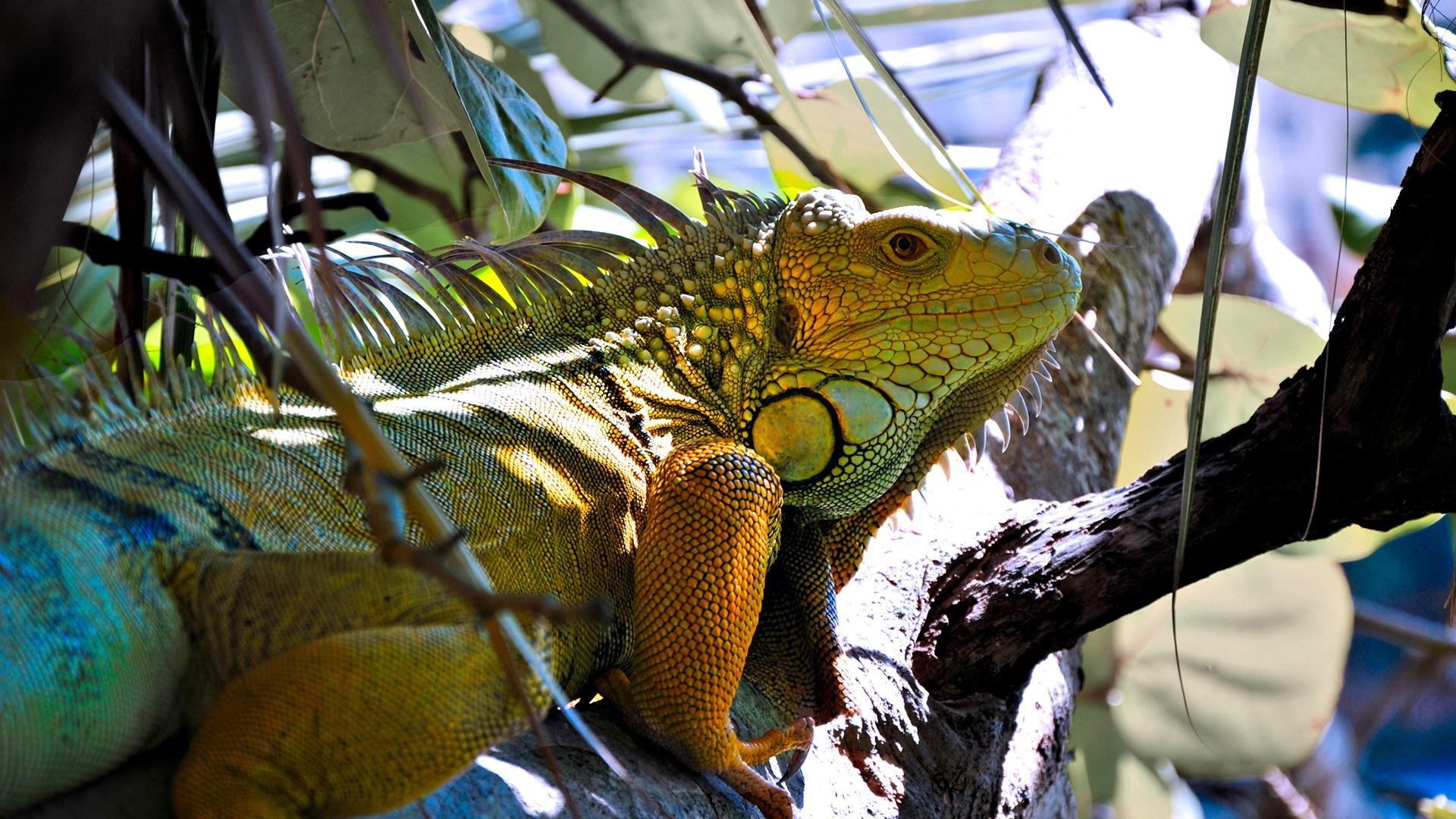 Green Iguana on a Tree Branch HD Wallpaper