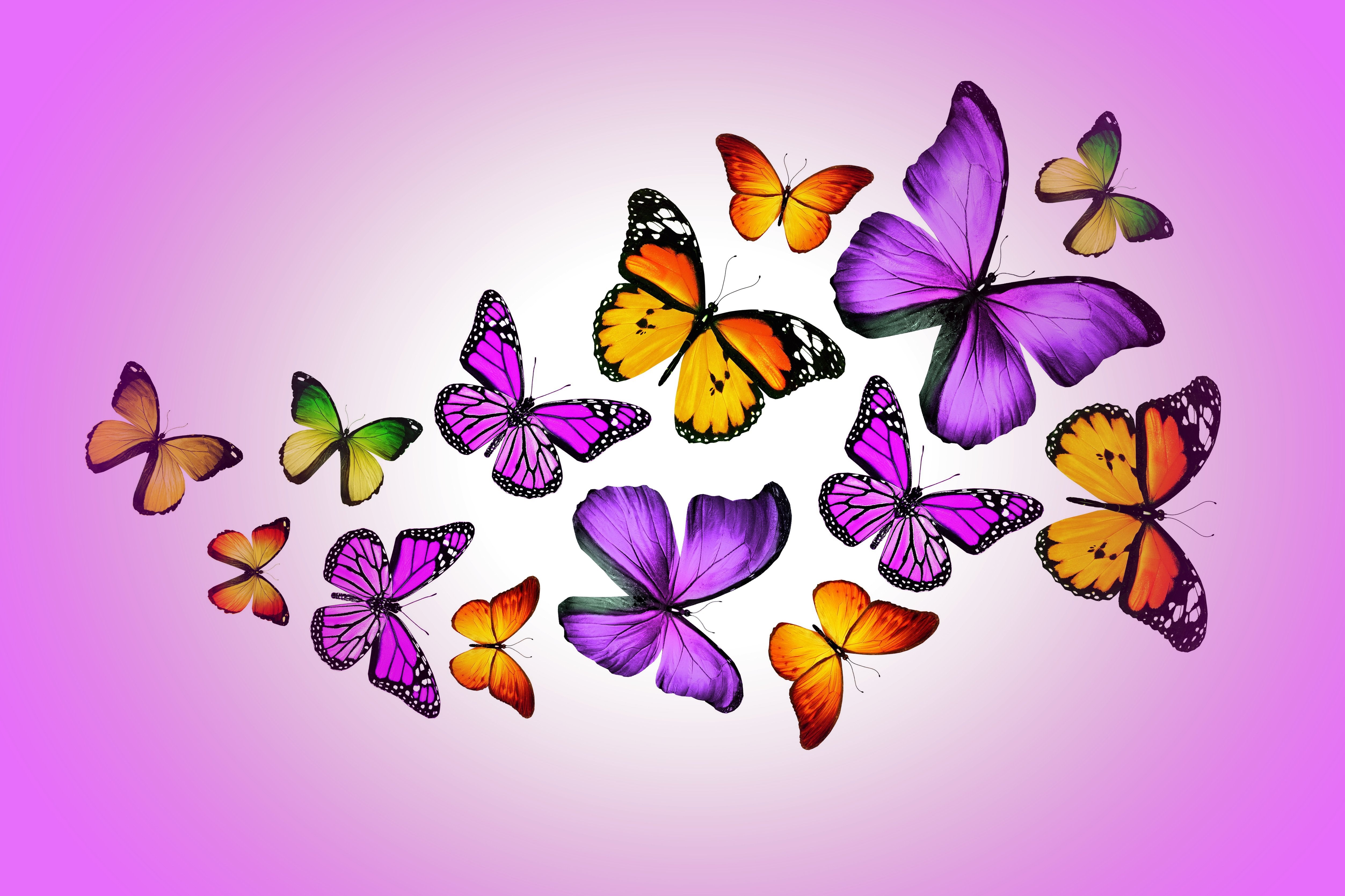 Colorful Vibrant Butterflies in Flight HD Wallpaper