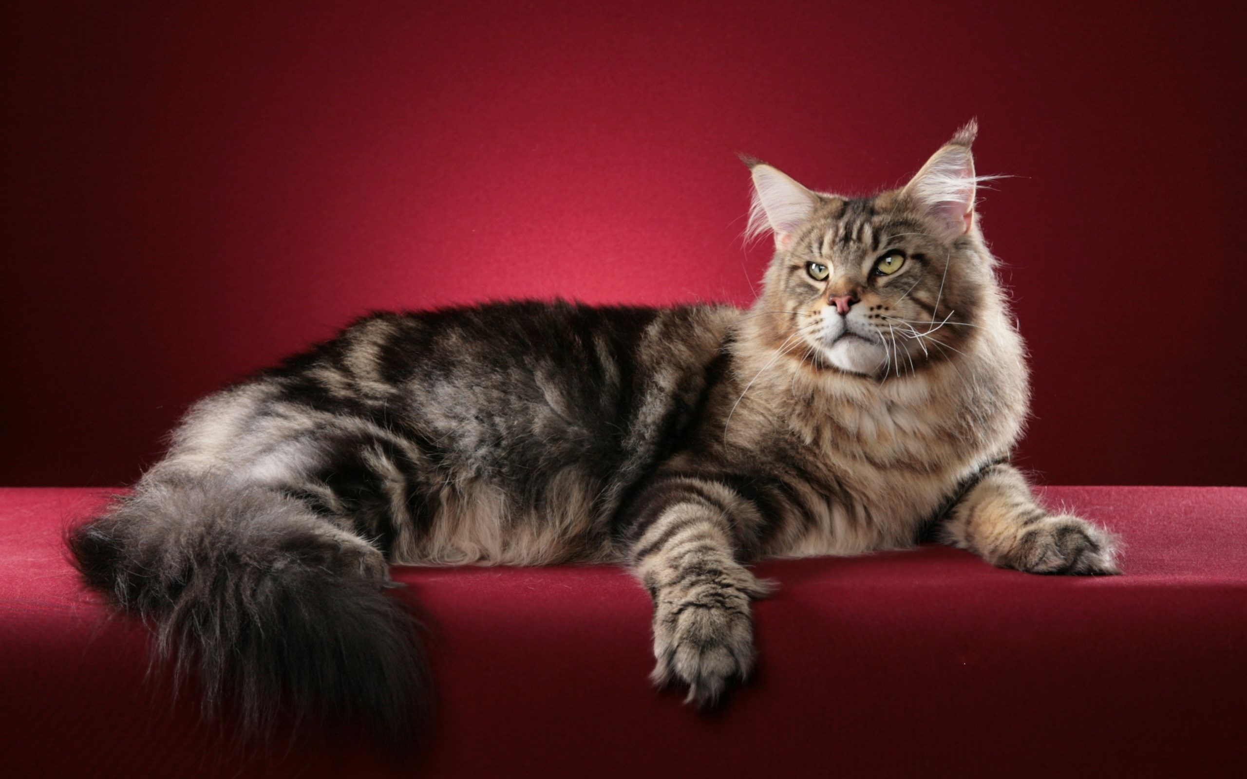 Maine Coon cat lying on a red surface HD Wallpaper