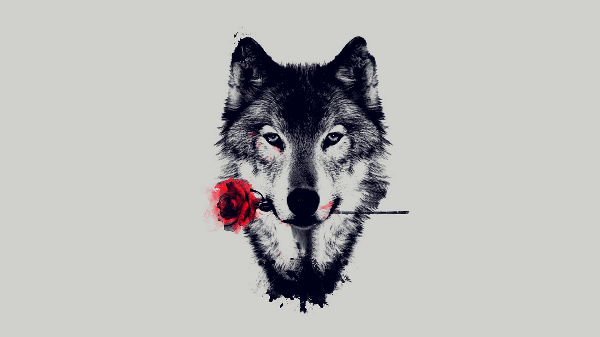 Wolf holding a red rose in its mouth HD Wallpaper