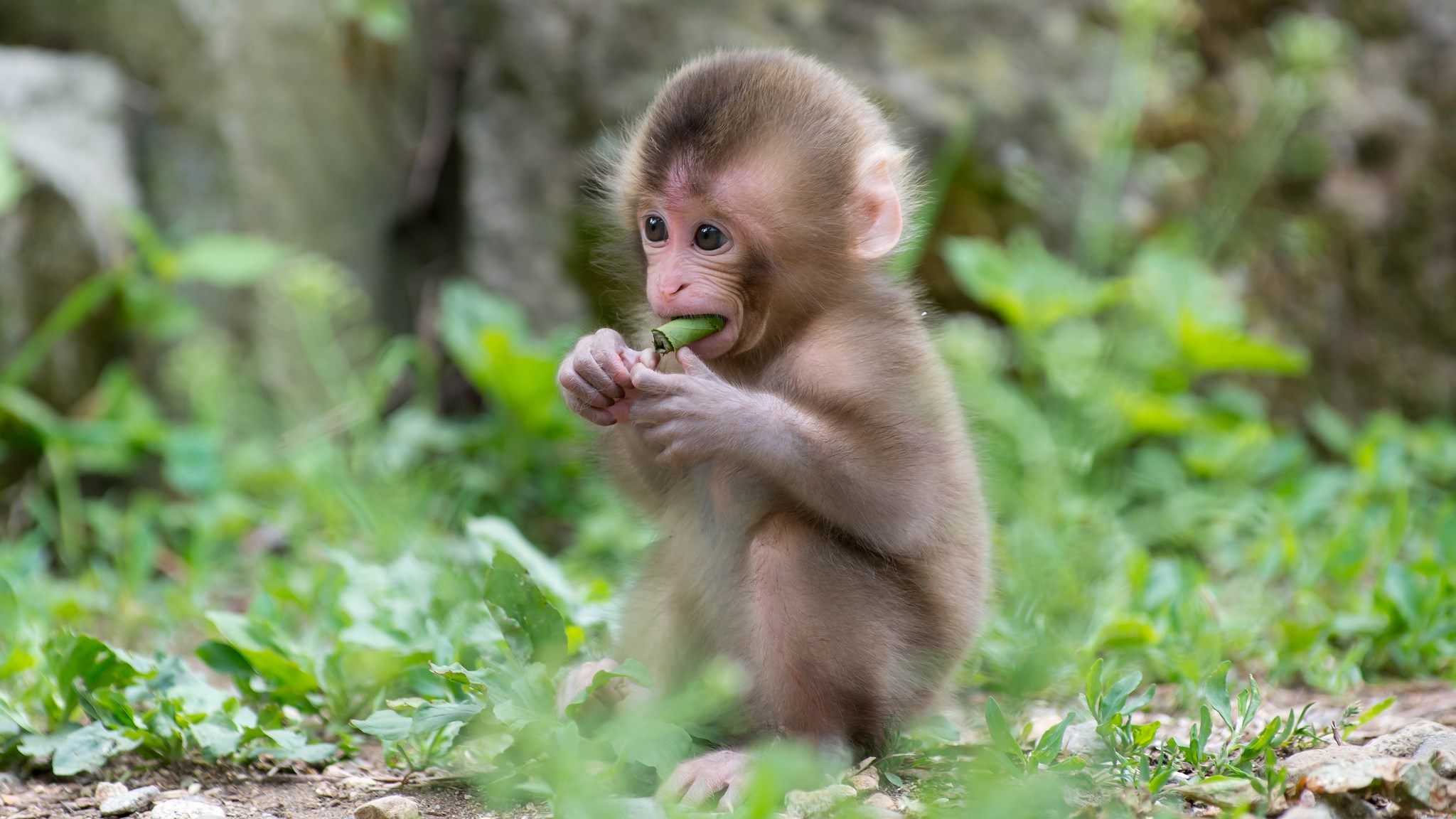 Baby Monkey Eating a Leaf HD Wallpaper