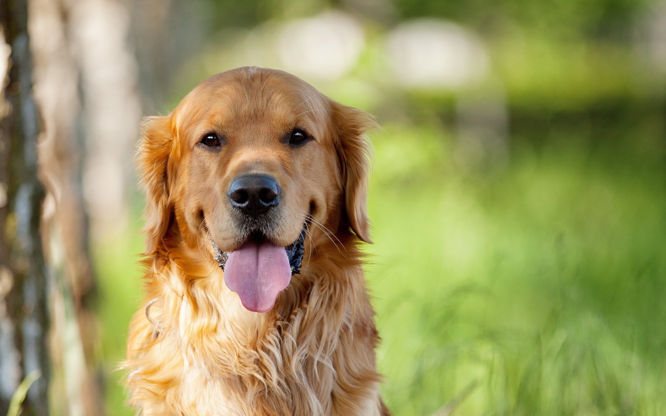 Golden Retriever Dog with Tongue Out in Nature HD Wallpaper