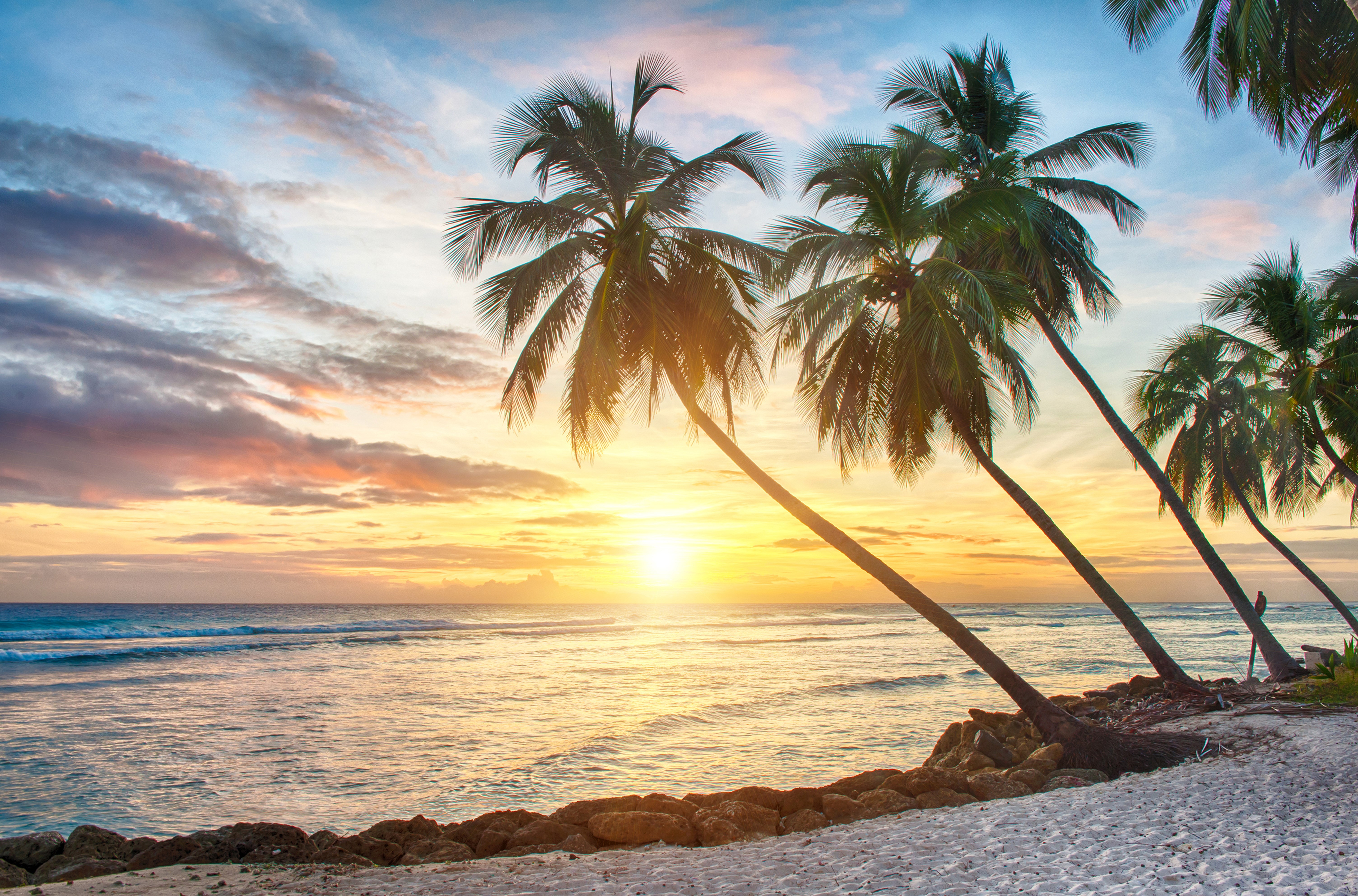 Tropical beach sunset with palm trees HD Wallpaper
