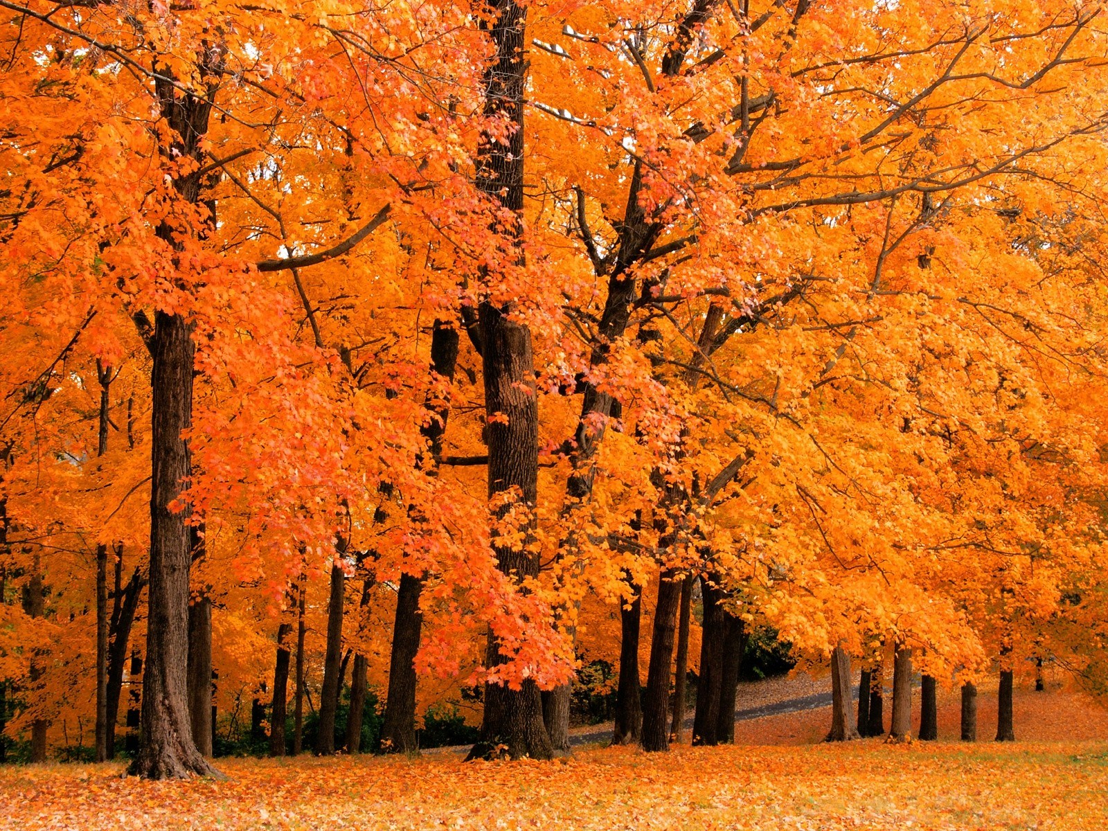 Autumn forest with vibrant orange trees HD Wallpaper