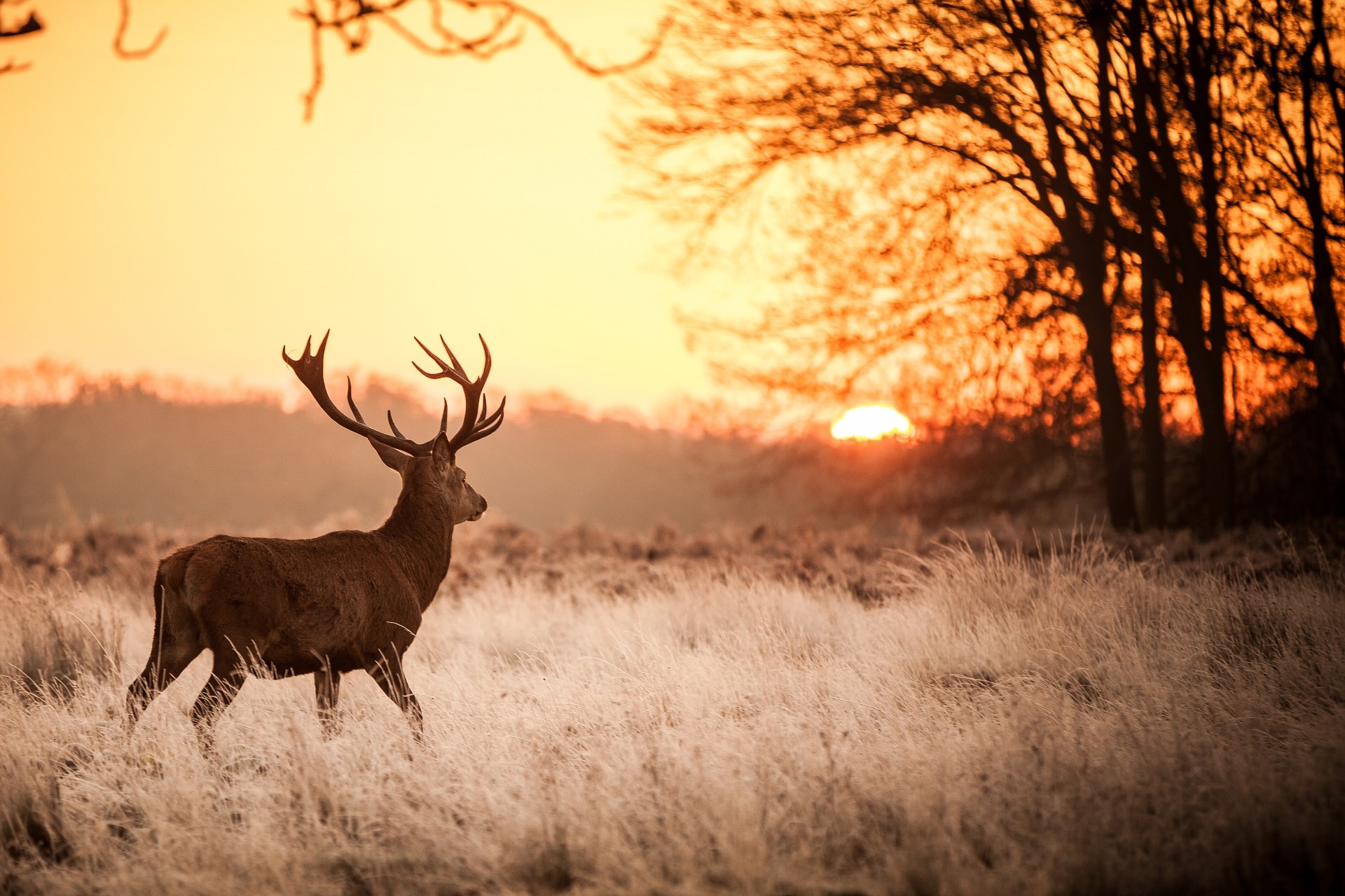 Majestic Deer in Frosty Field at Sunrise HD Wallpaper