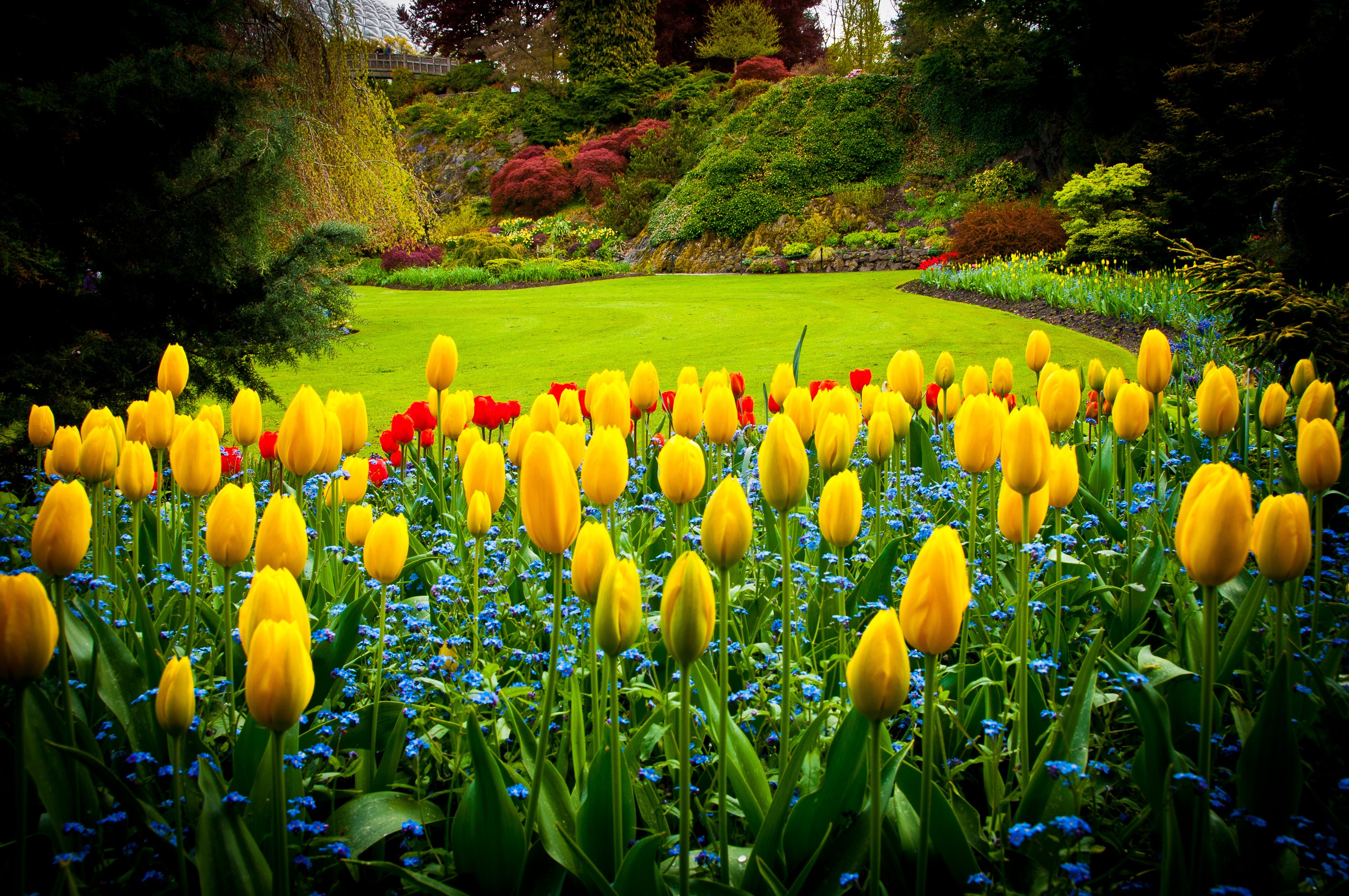 A vibrant garden with yellow tulips and red flowers HD Wallpaper