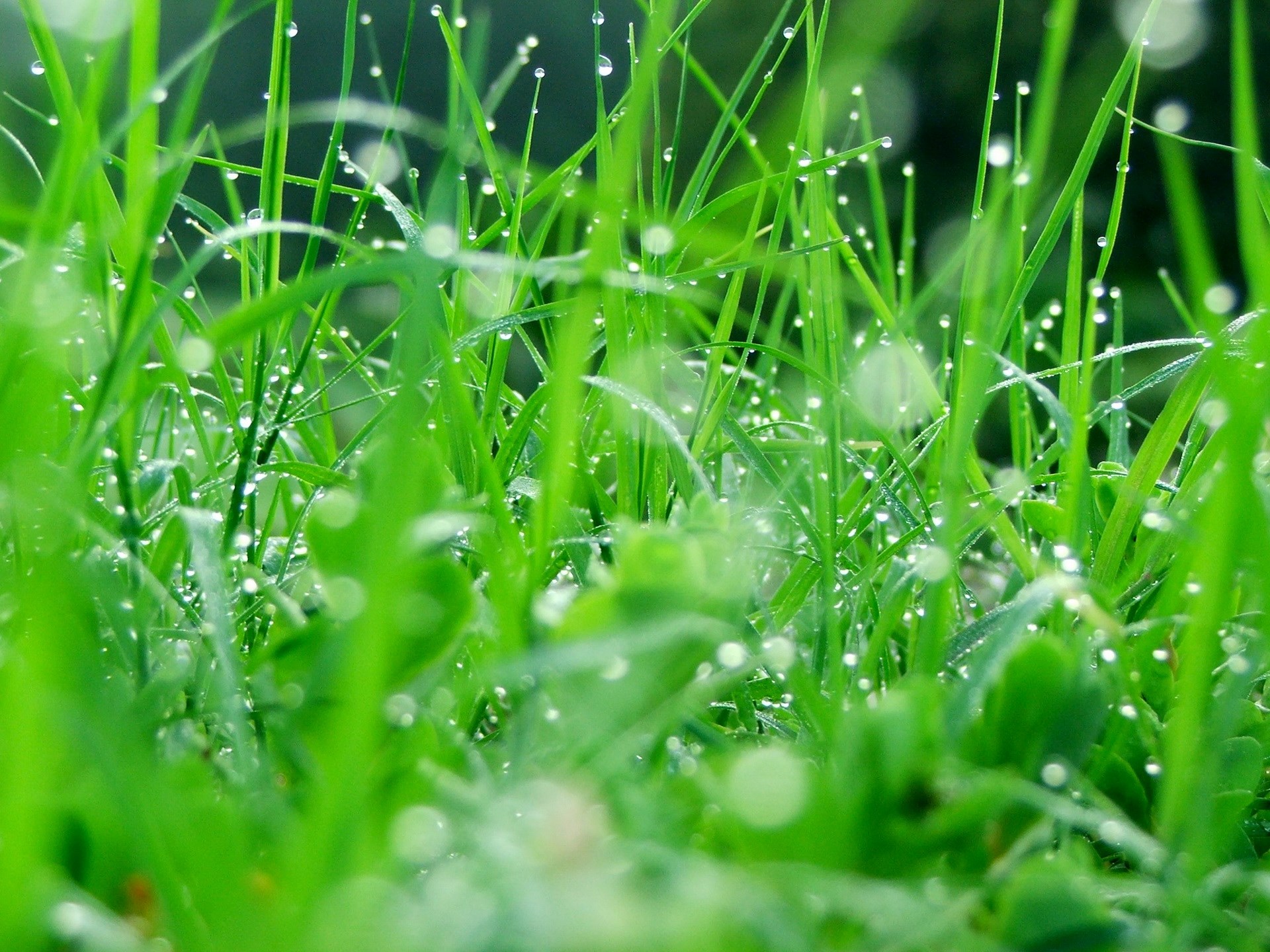 Close-up of wet green grass blades HD Wallpaper