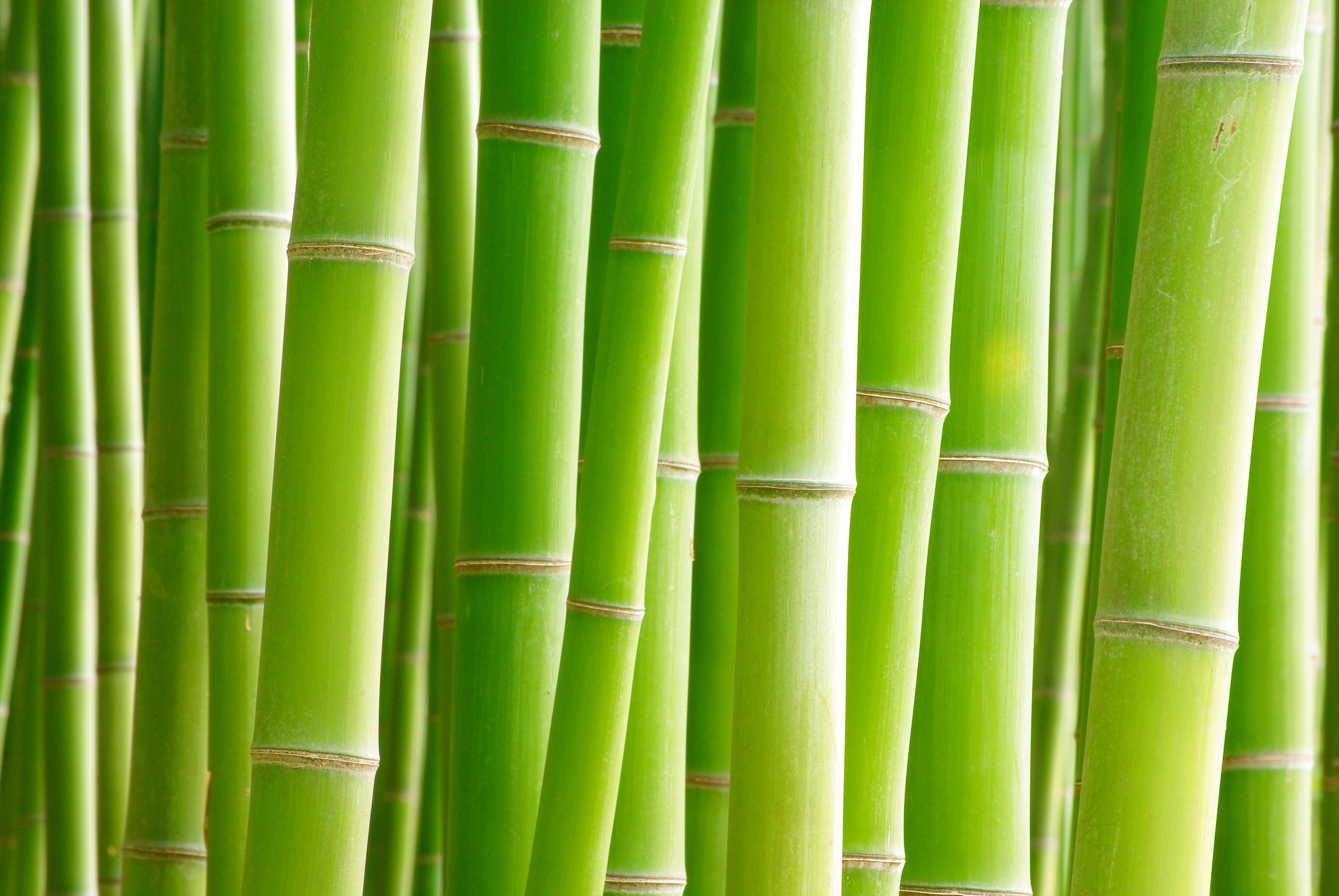 Bamboo stalks HD Wallpaper