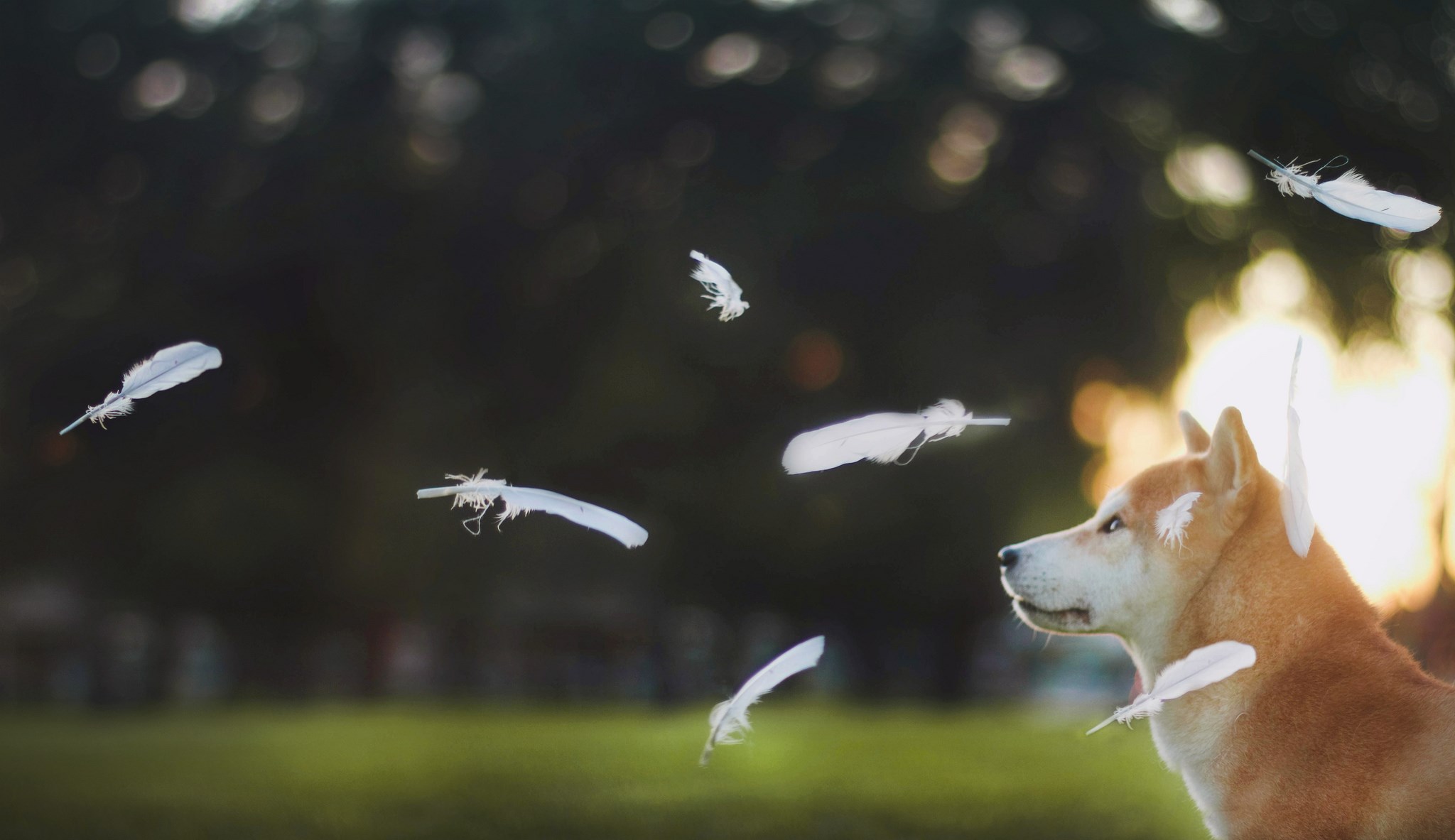 Shiba Inu Dog with Feathers HD Wallpaper