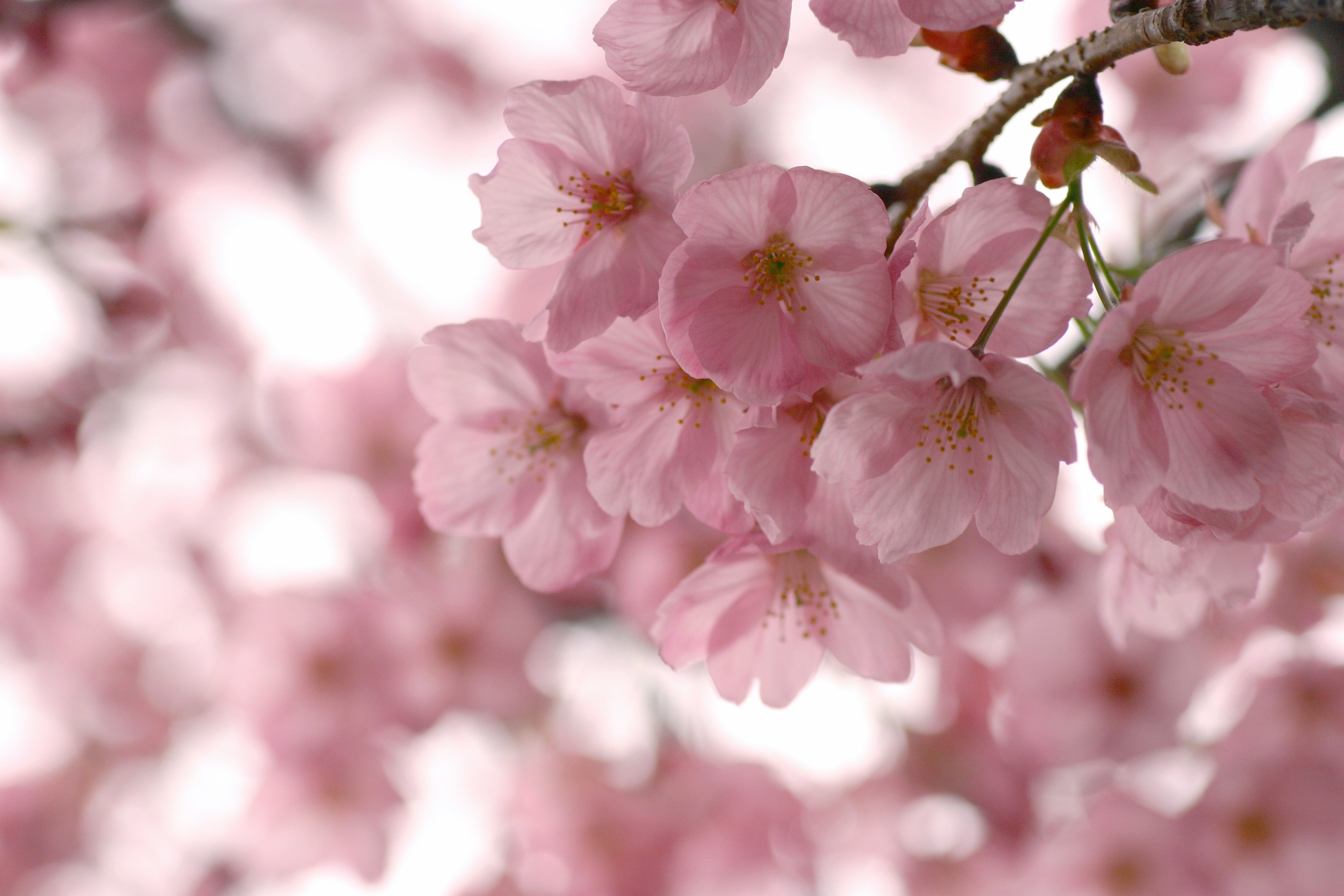 Pink cherry blossoms on a branch HD Wallpaper
