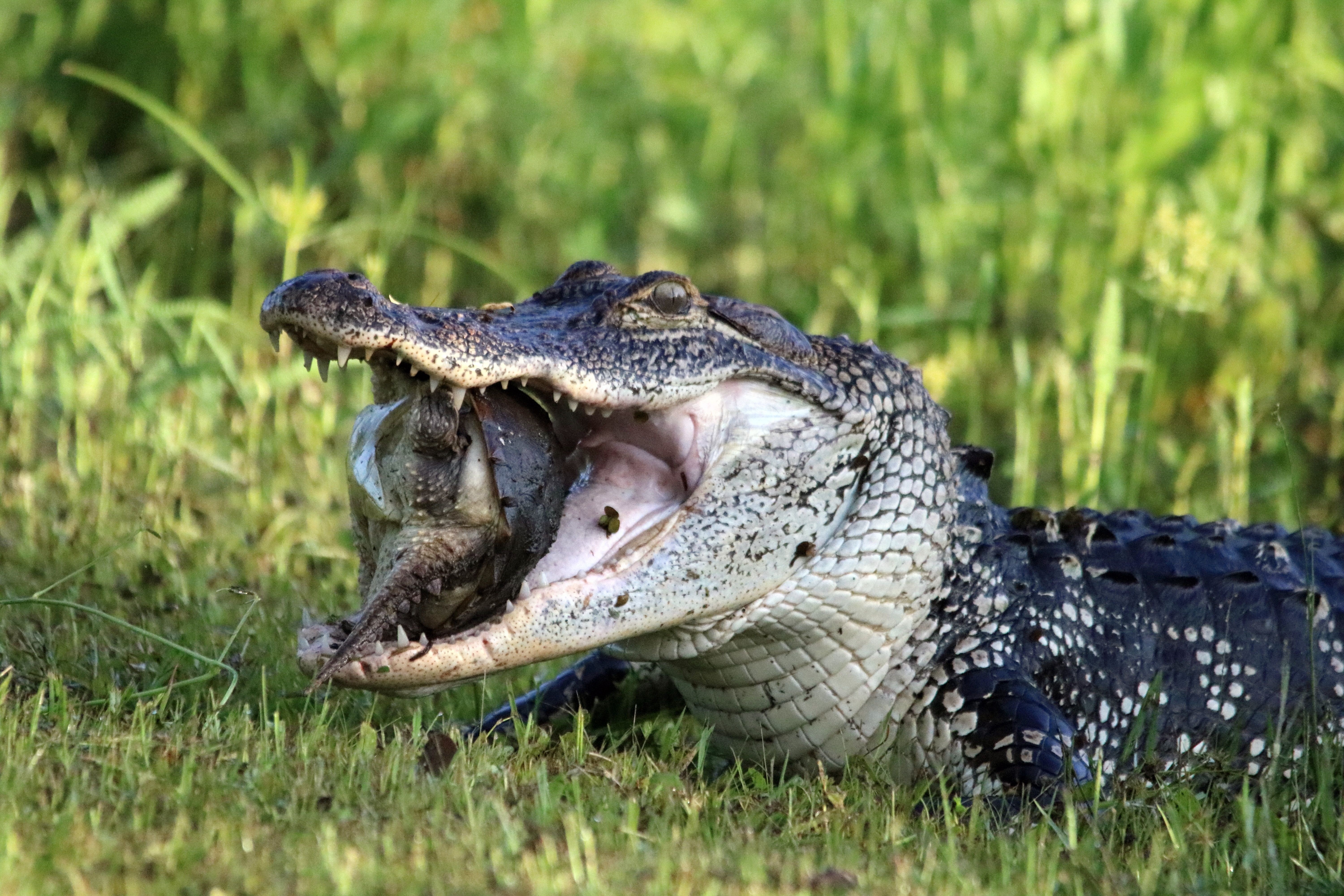 Alligator eating a turtle in grass HD Wallpaper