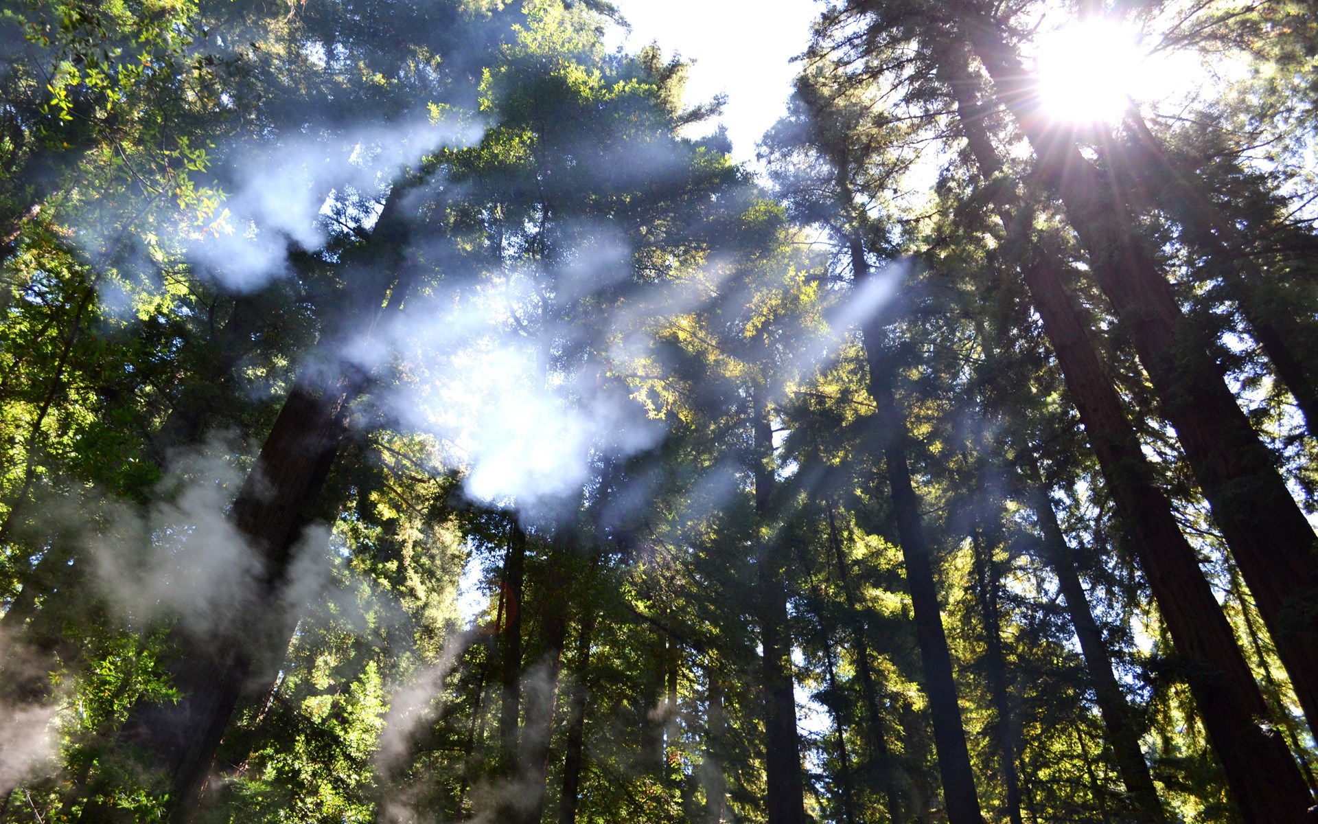 Sunlight beams through redwood trees with smoke HD Wallpaper